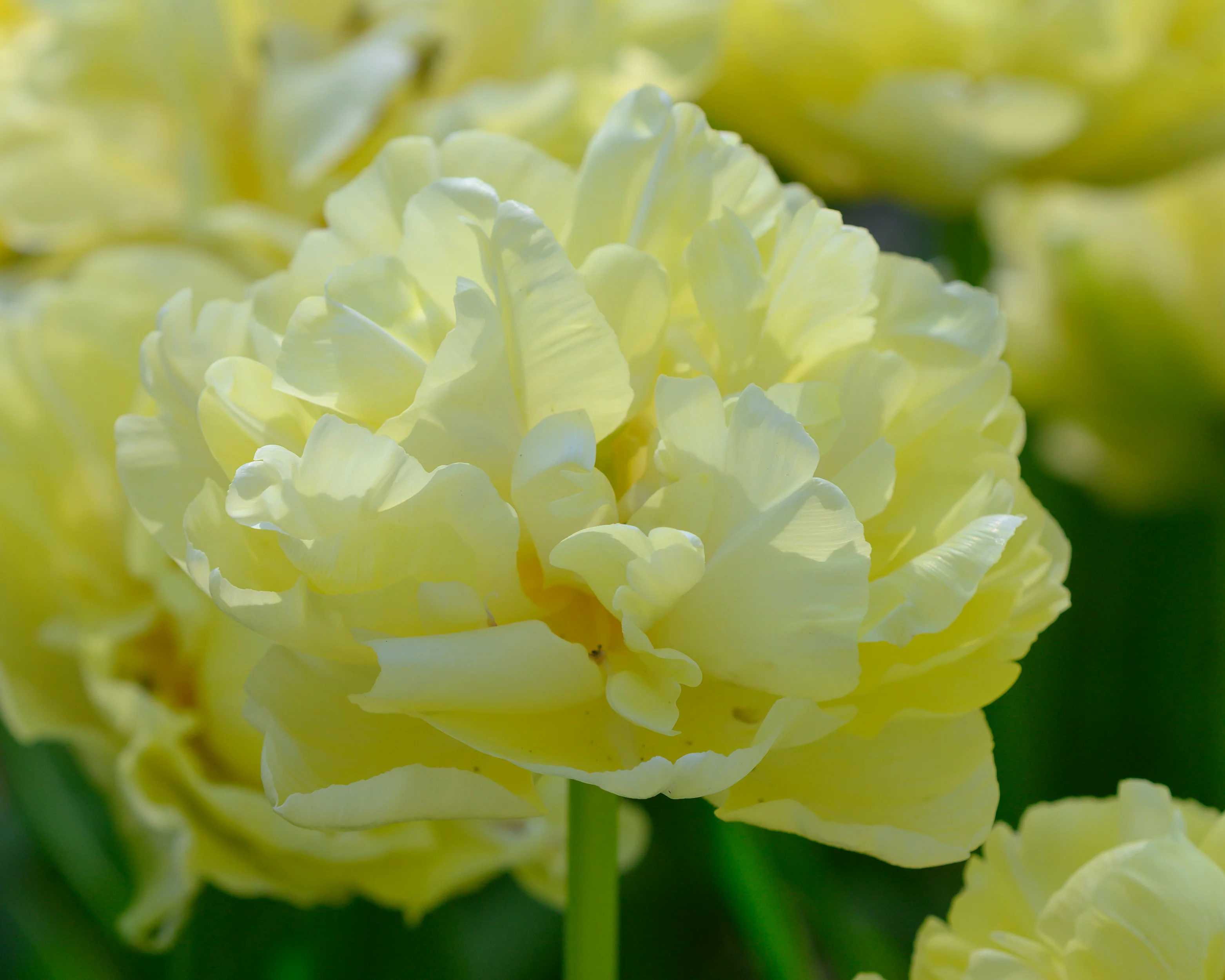 Tulip 'Avant Garde' - Image 3