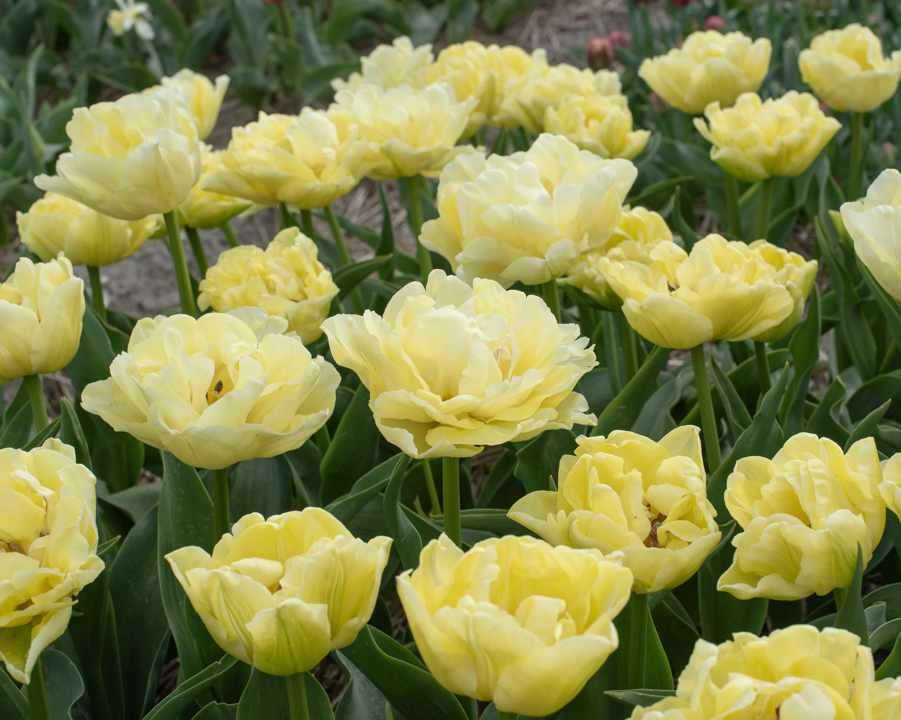 Tulip 'Avant Garde' - Image 4
