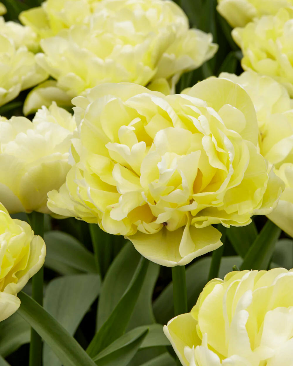 Tulip 'Avant Garde' - Image 5