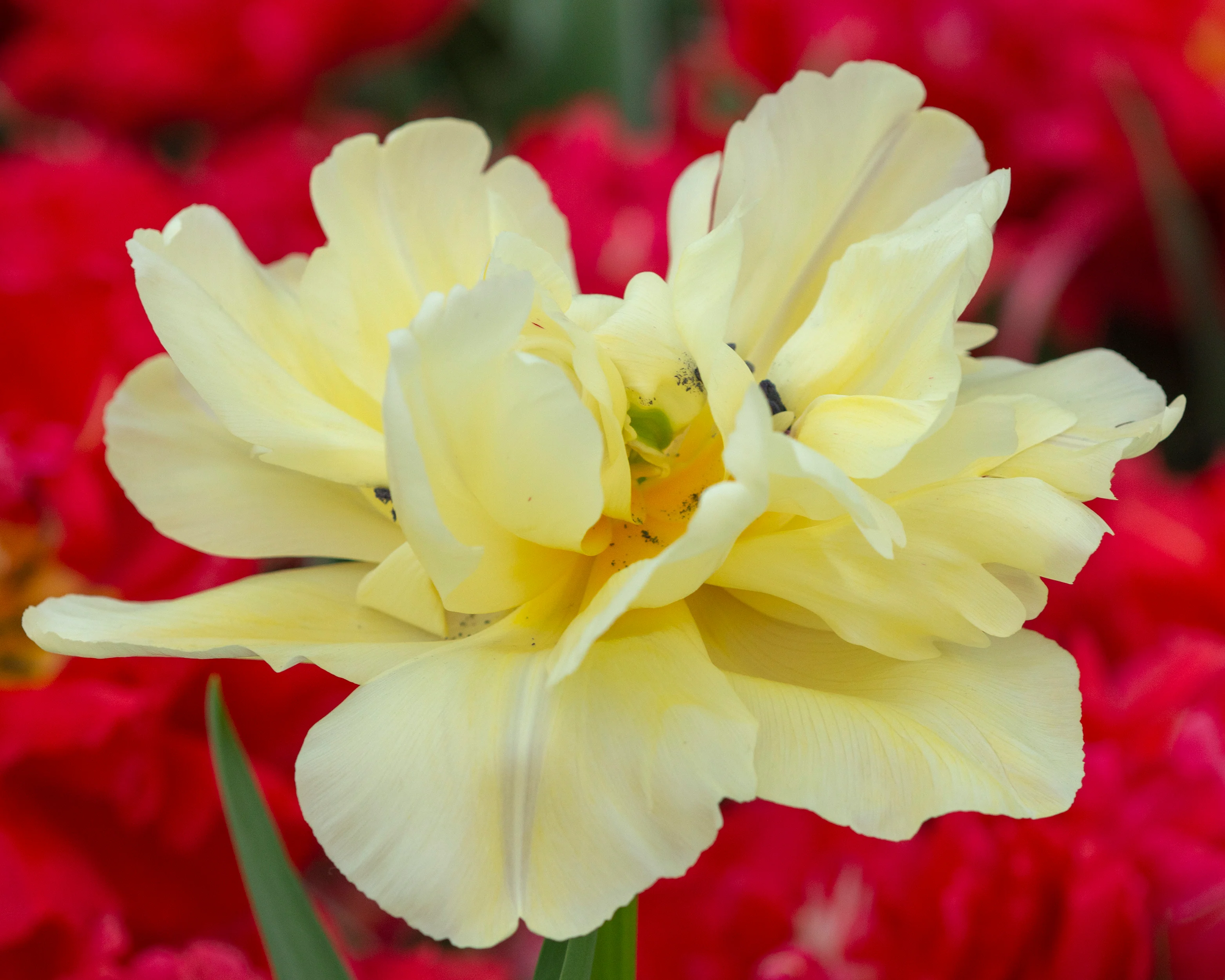 Tulip 'Avant Garde' - Image 8