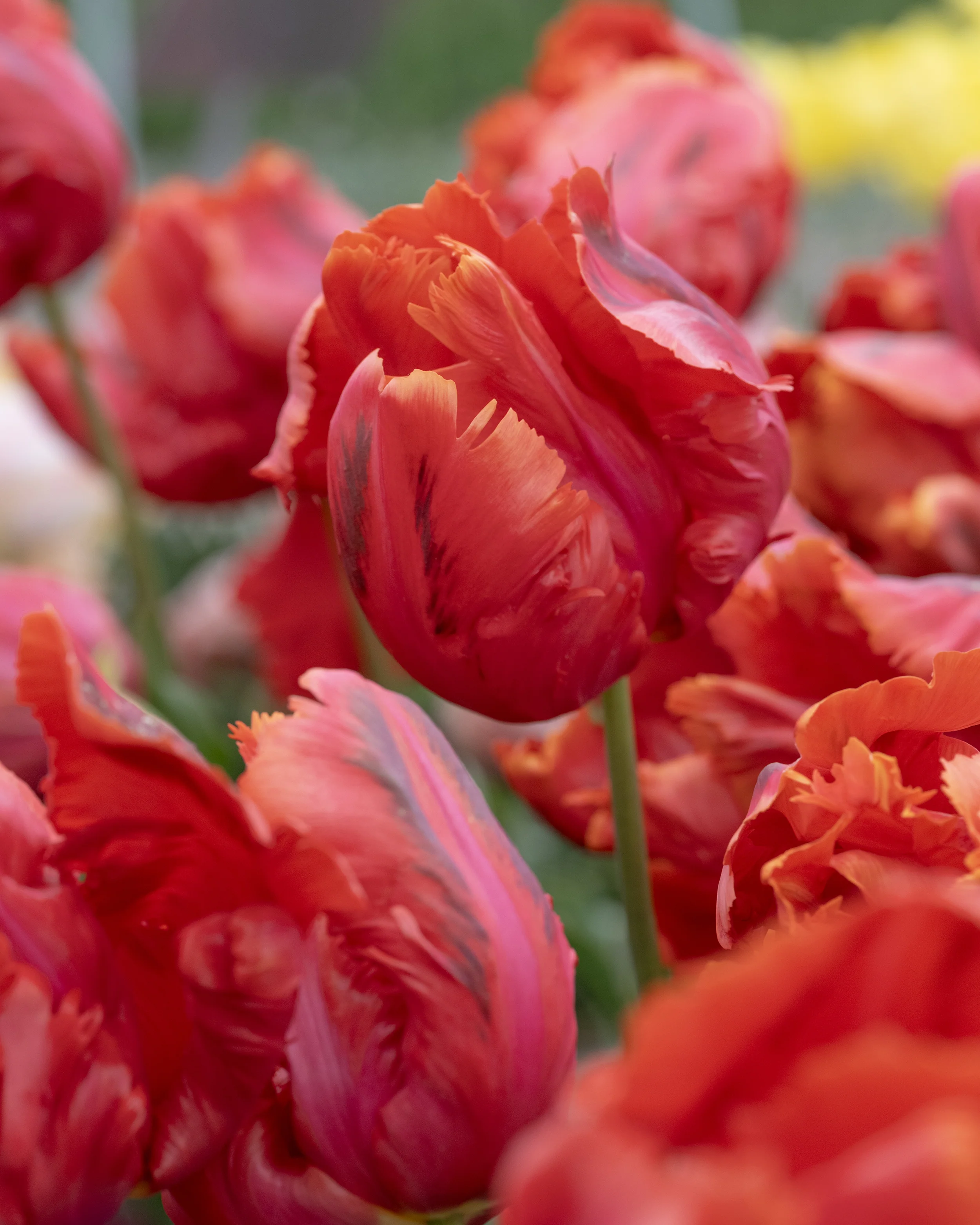 Tulip 'Avignon Parrot' - Image 3