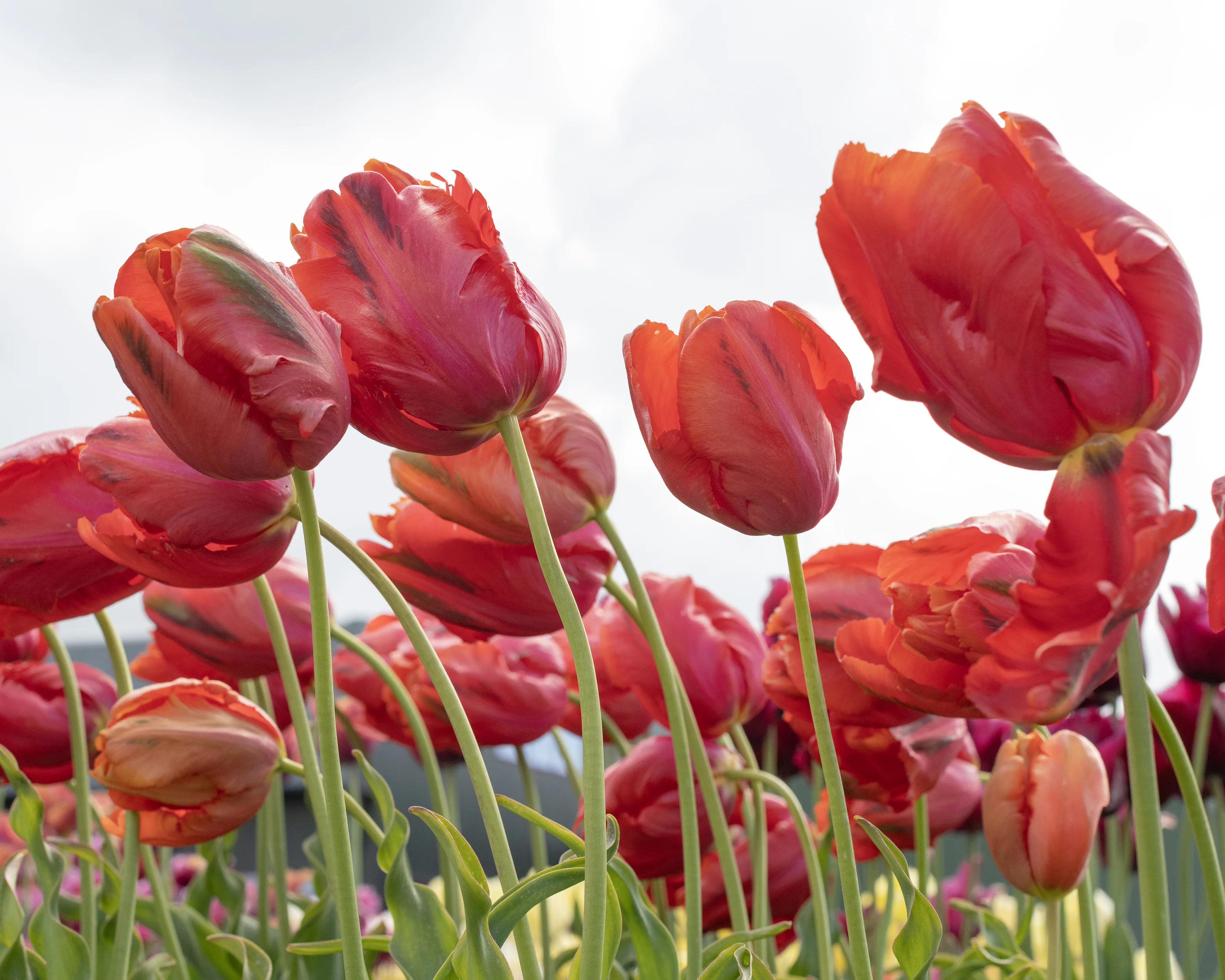 Tulip 'Avignon Parrot' - Image 4