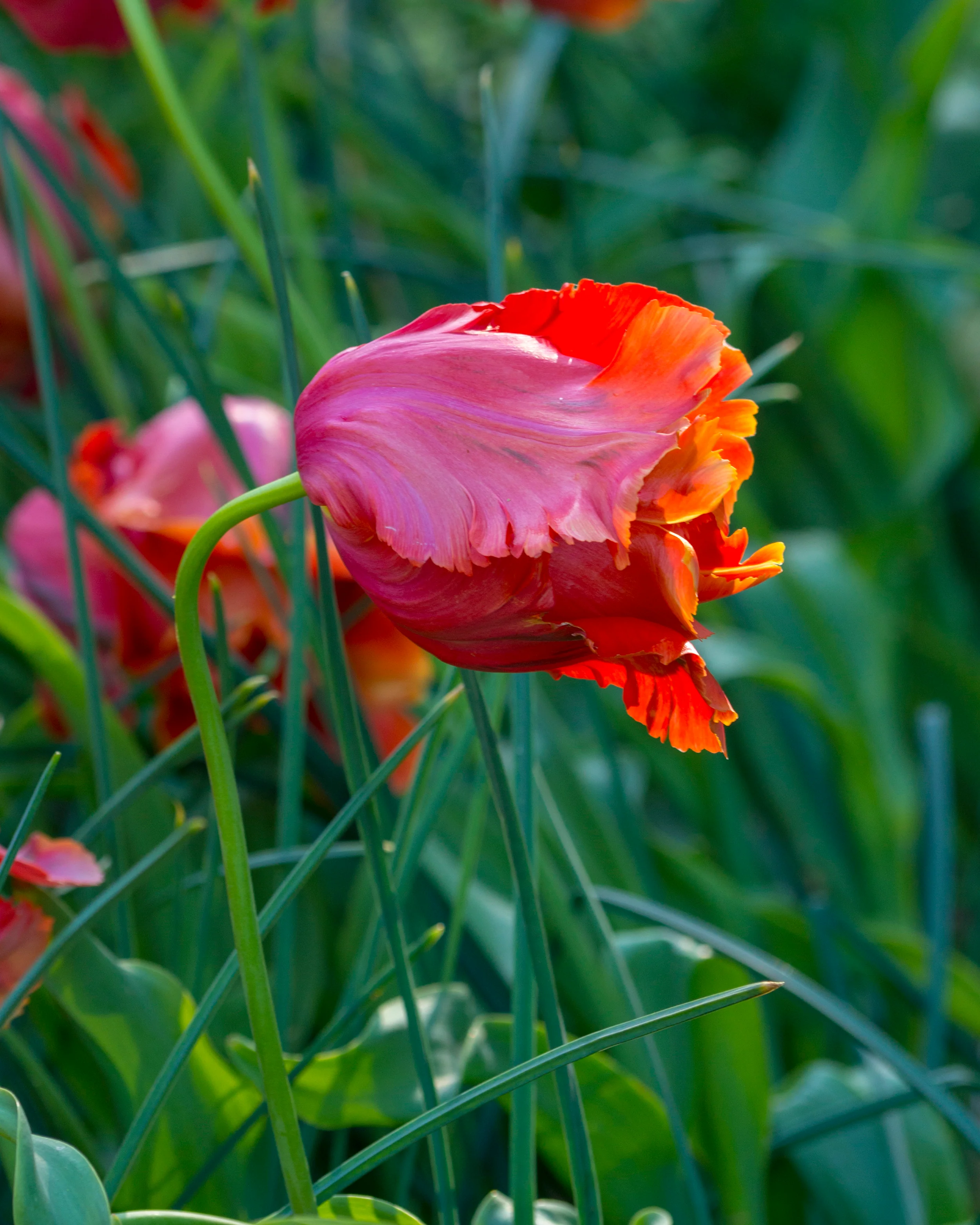 Tulip 'Avignon Parrot' - Image 6