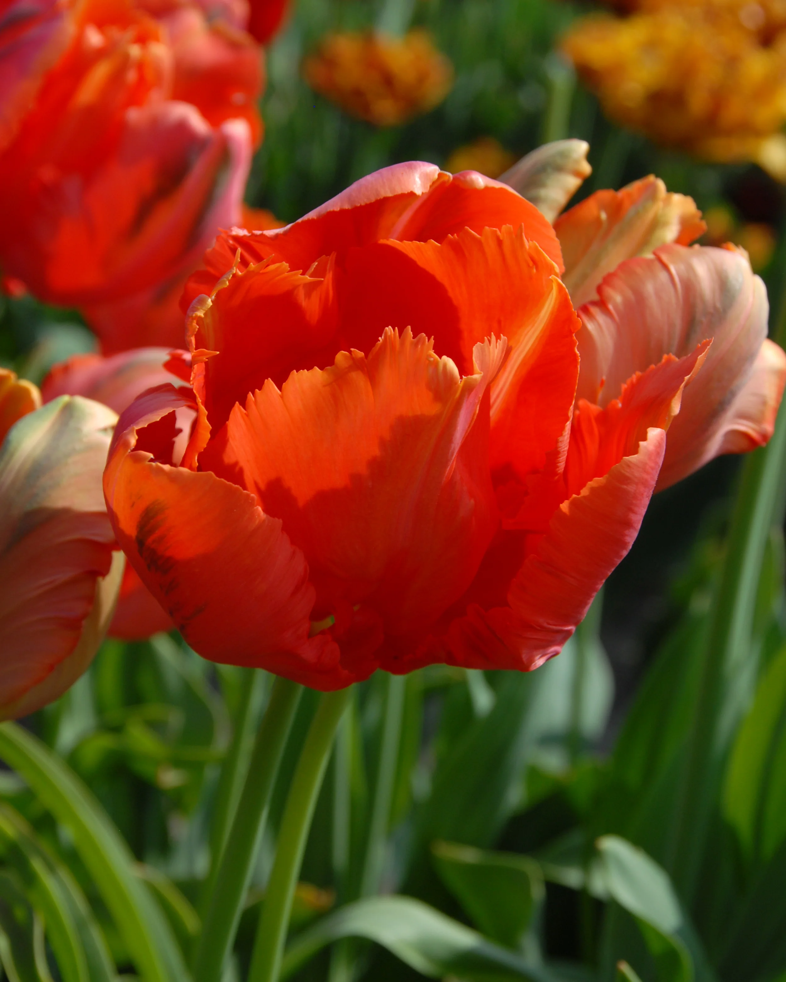 Tulip 'Avignon Parrot' - Image 8
