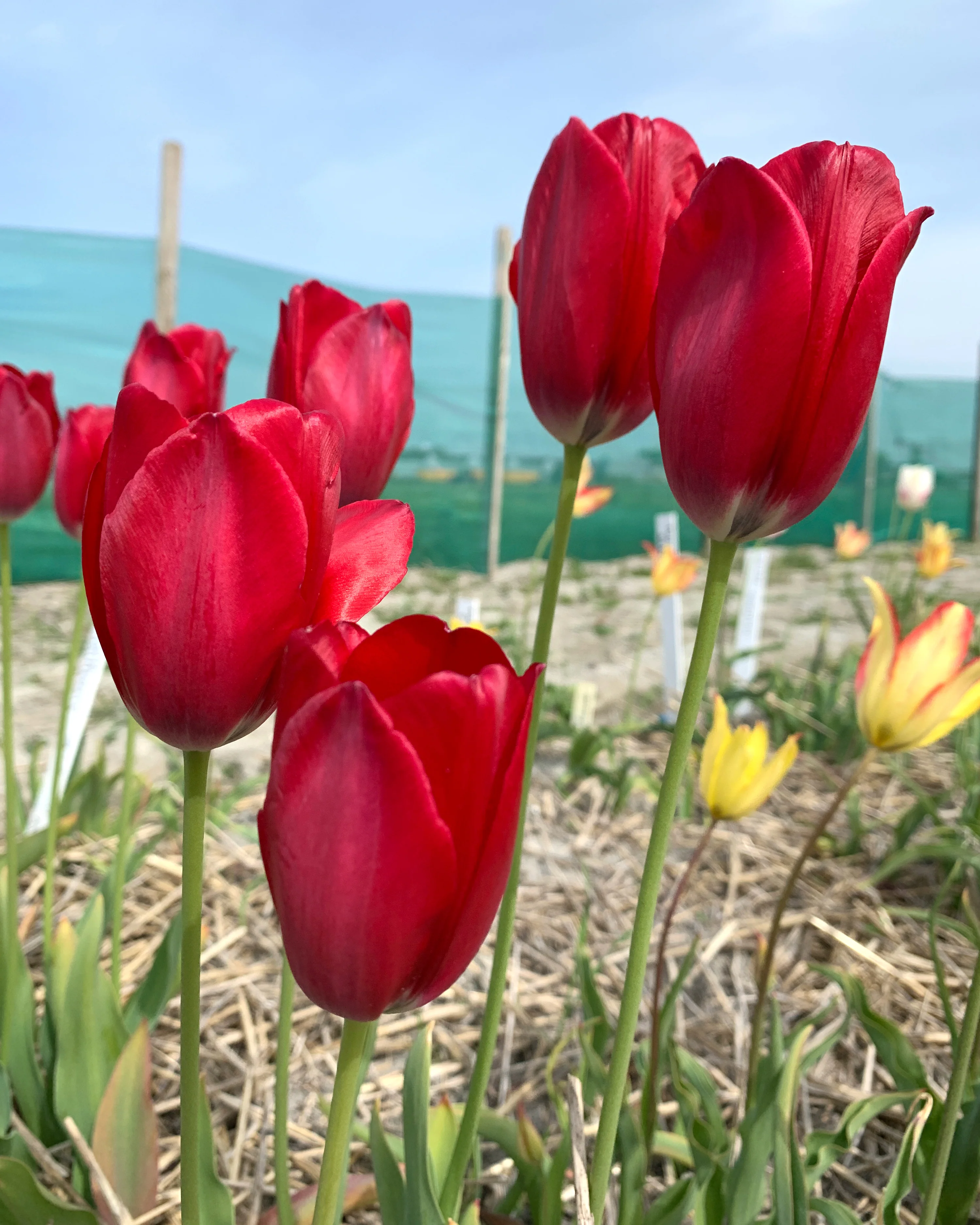 Tulip aximensis - Image 10