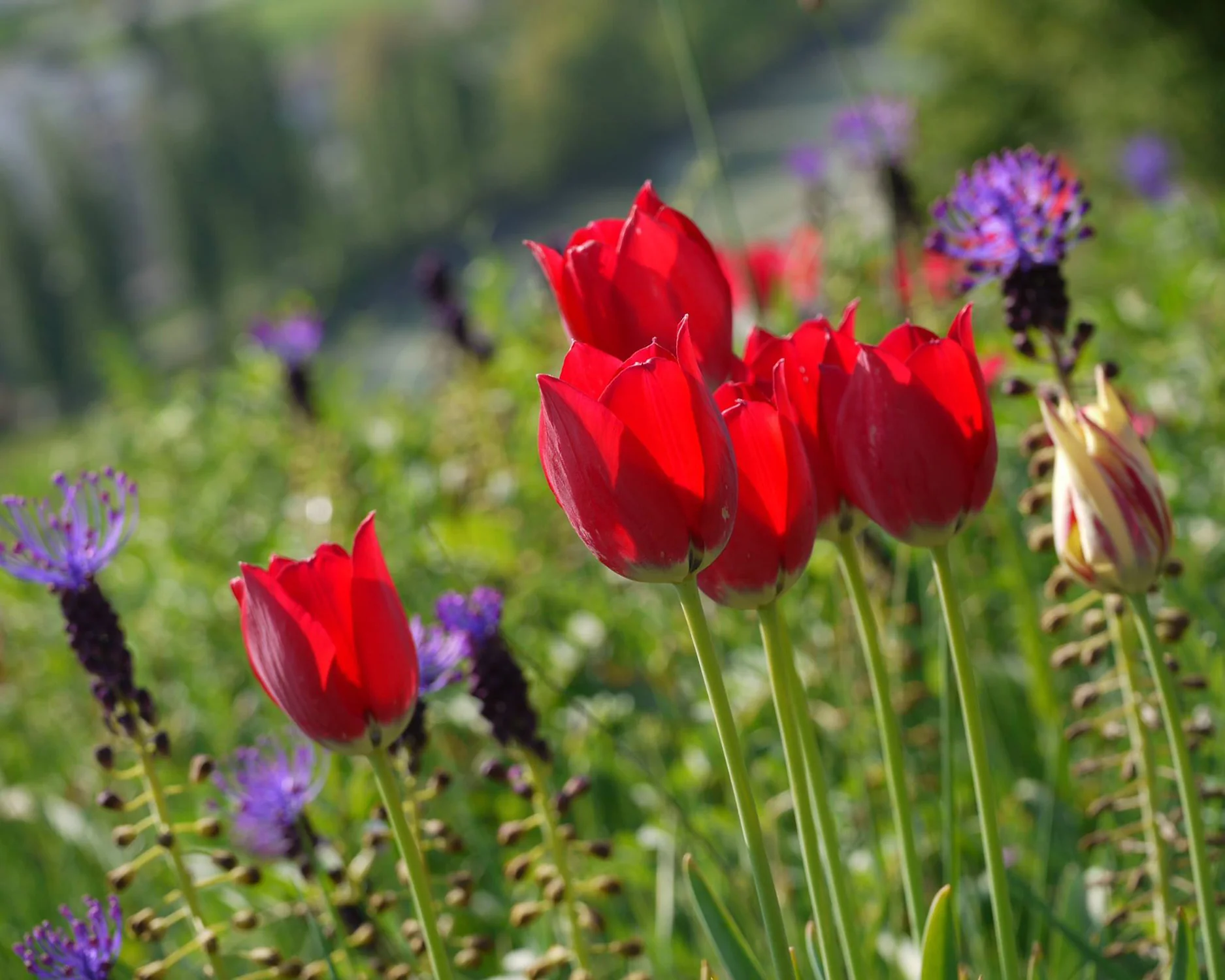 Tulip aximensis - Image 11