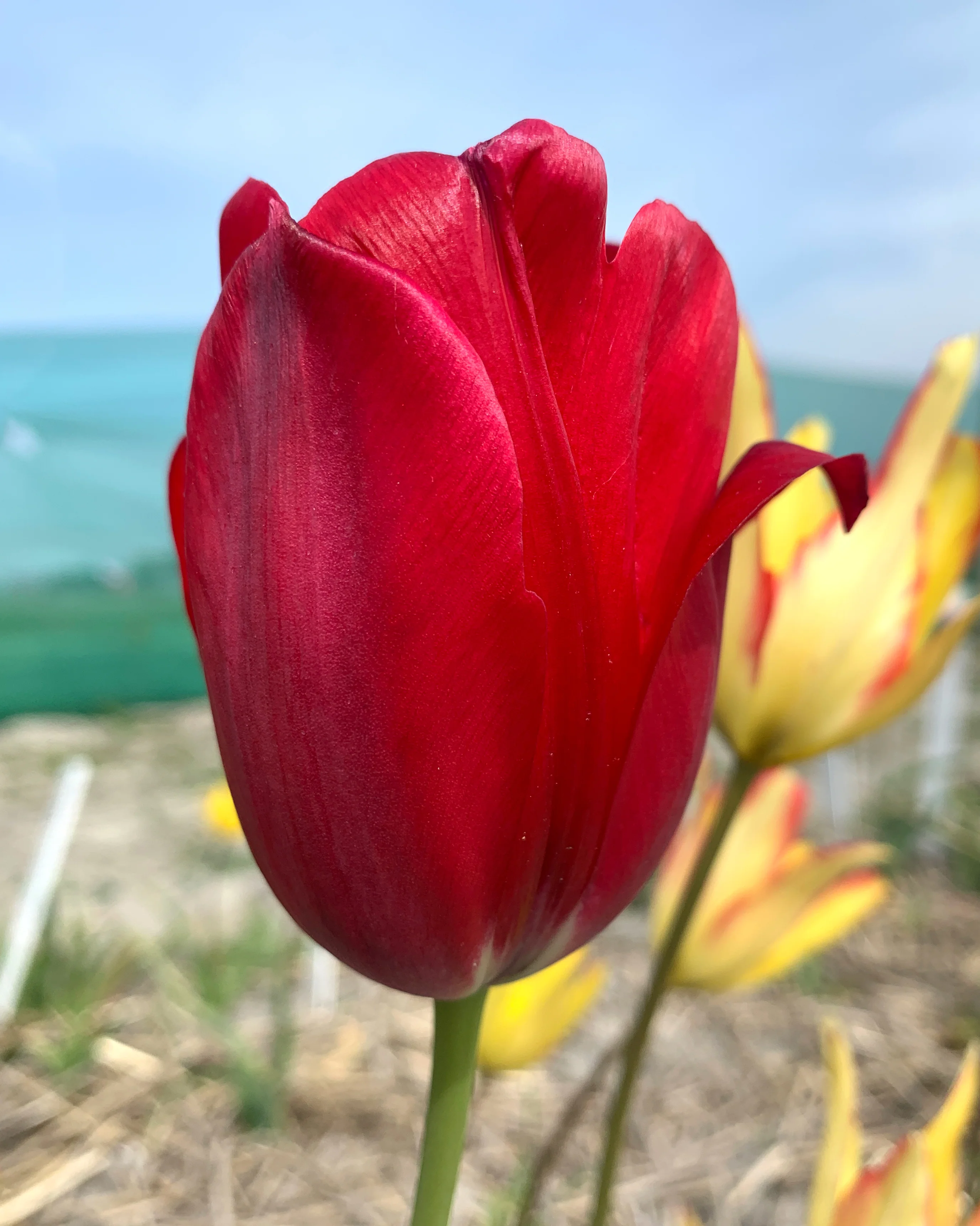 Tulip aximensis - Image 12