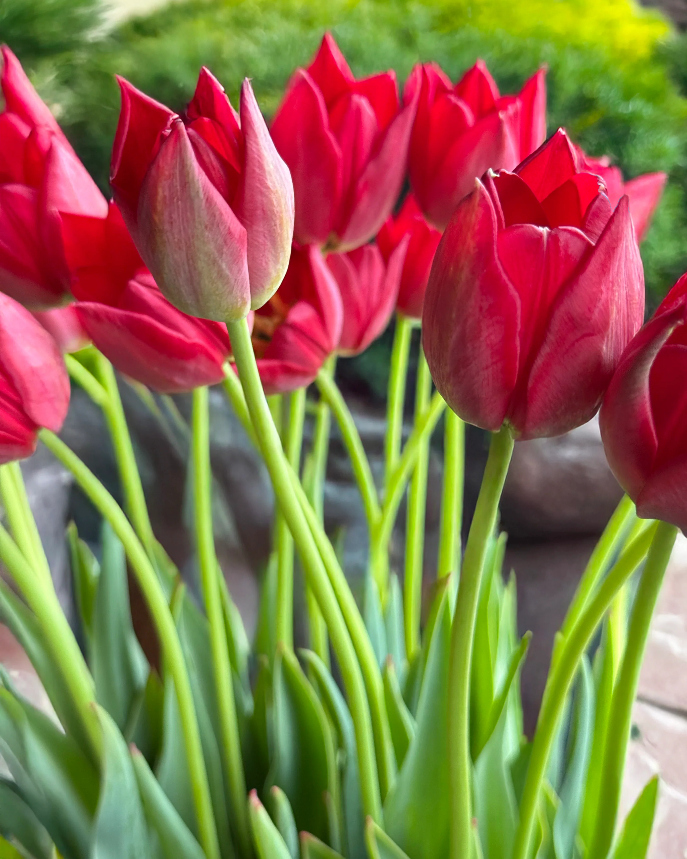 Tulip aximensis - Image 13
