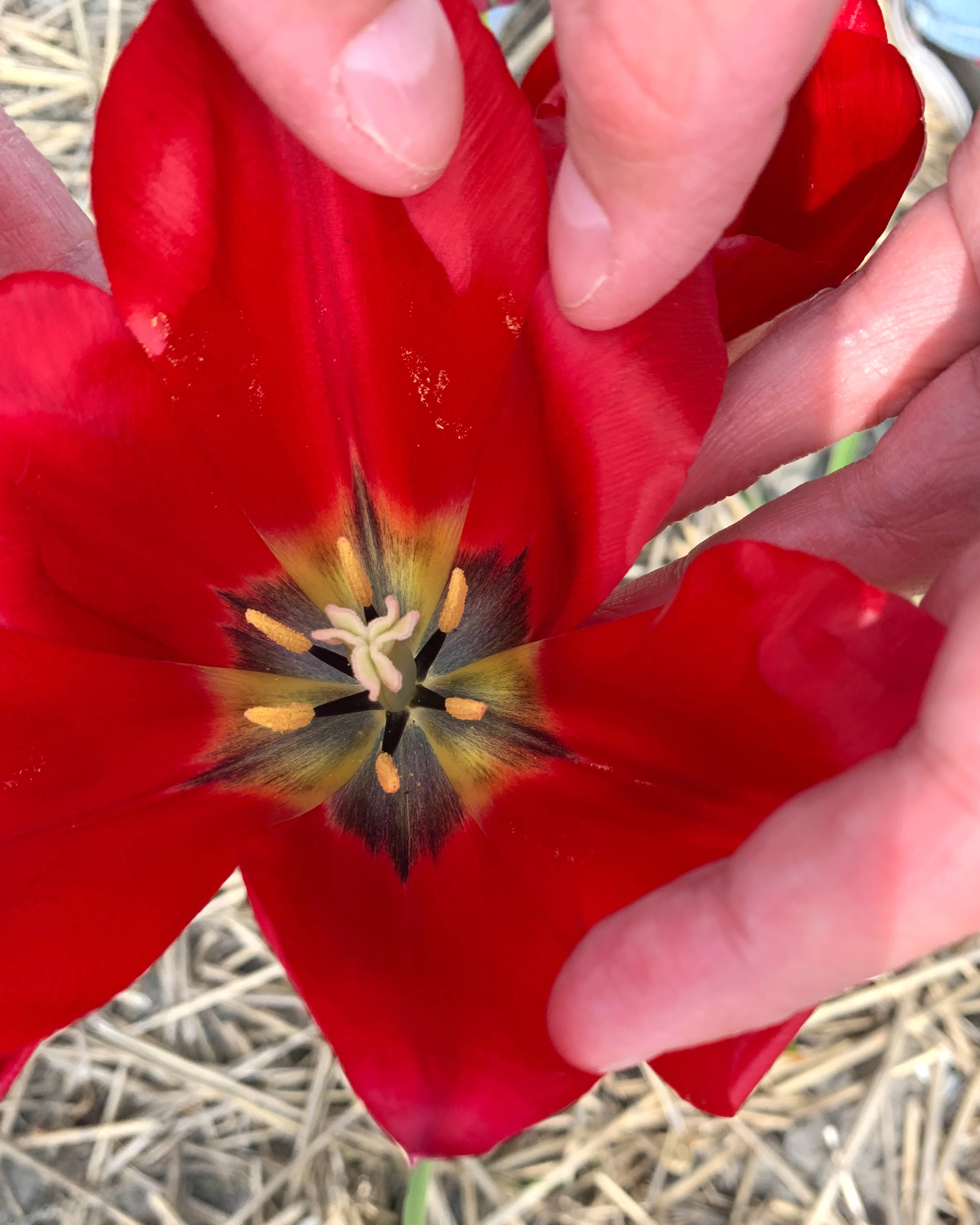 Tulip aximensis - Image 3