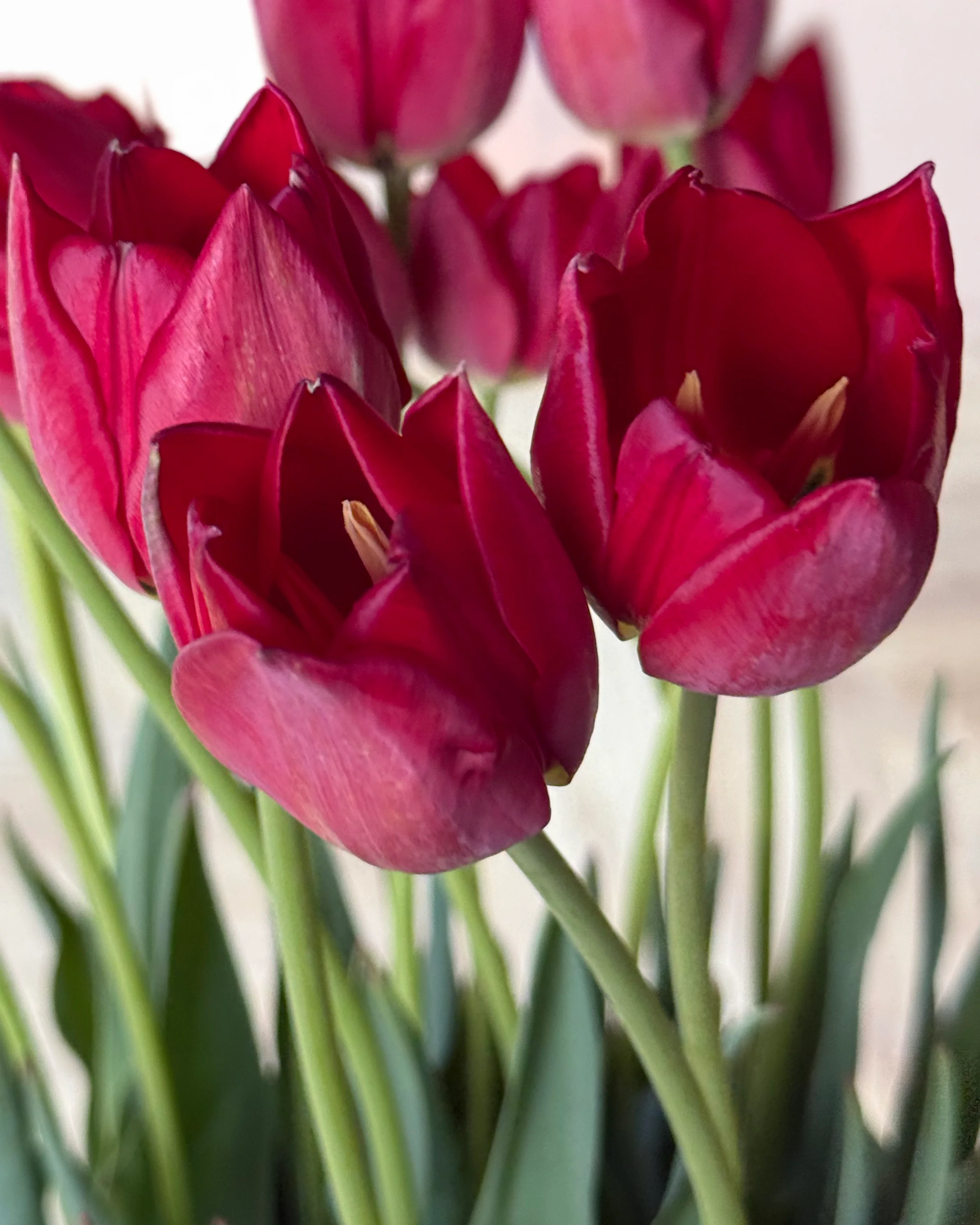 Tulip aximensis - Image 8