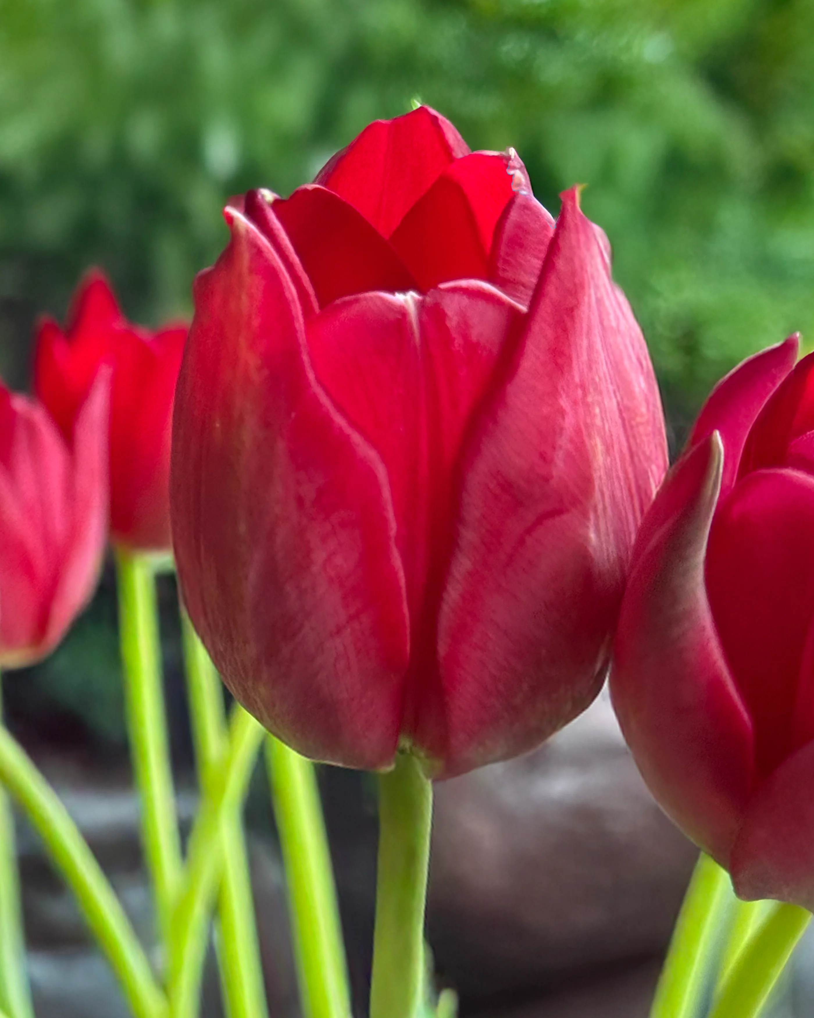 Tulip aximensis - Image 9