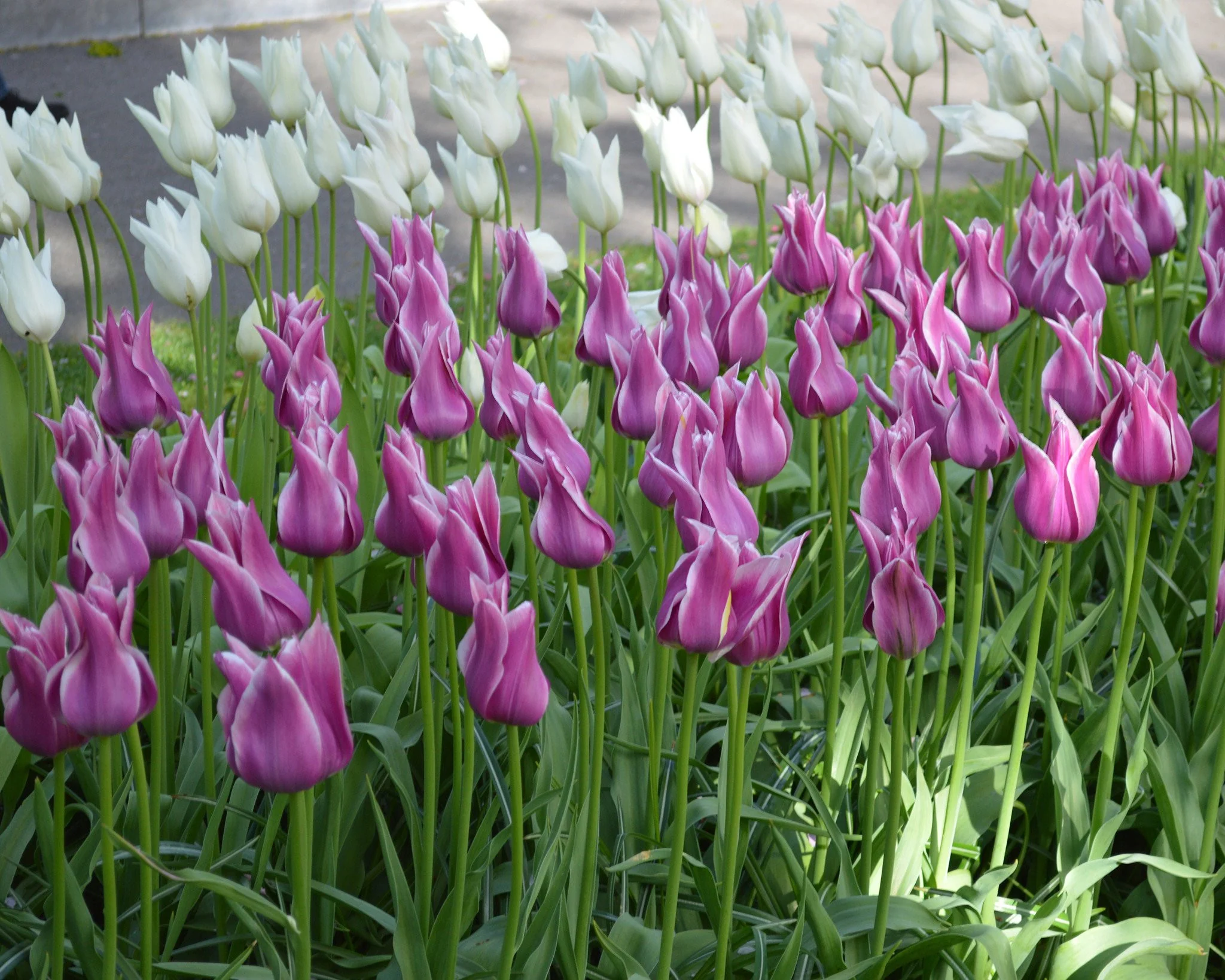 Tulip 'Ballade' - Image 3