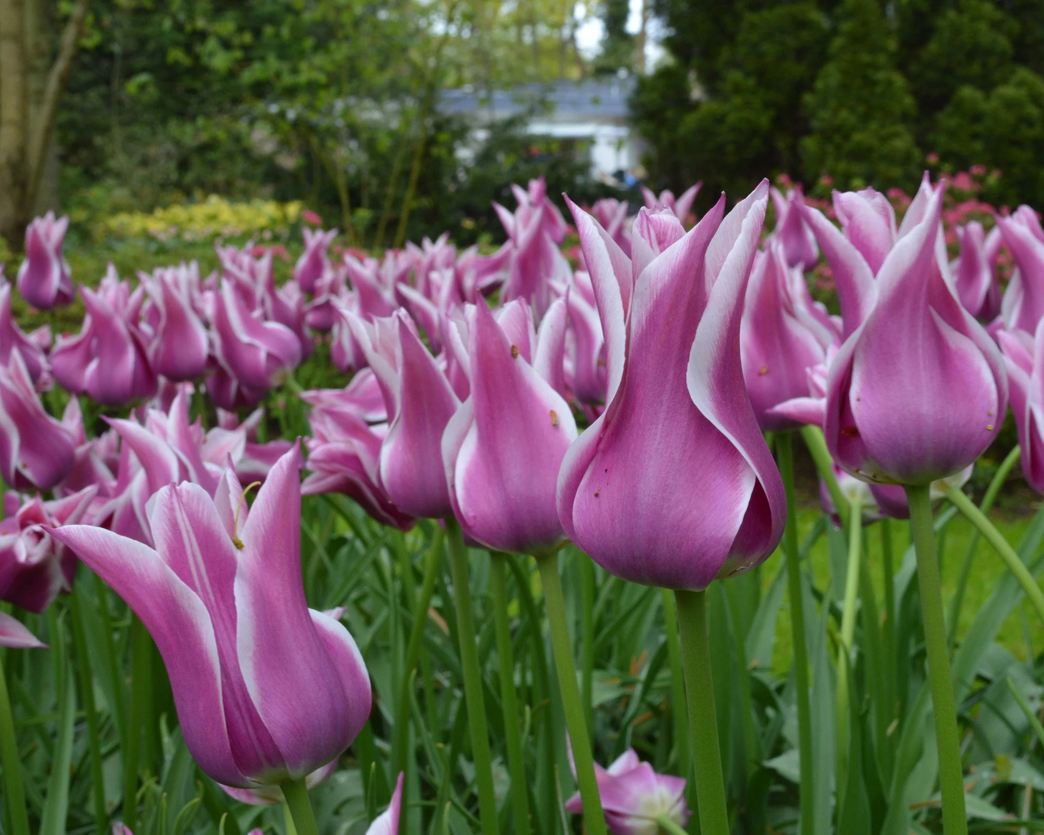 Tulip 'Ballade' - Image 6