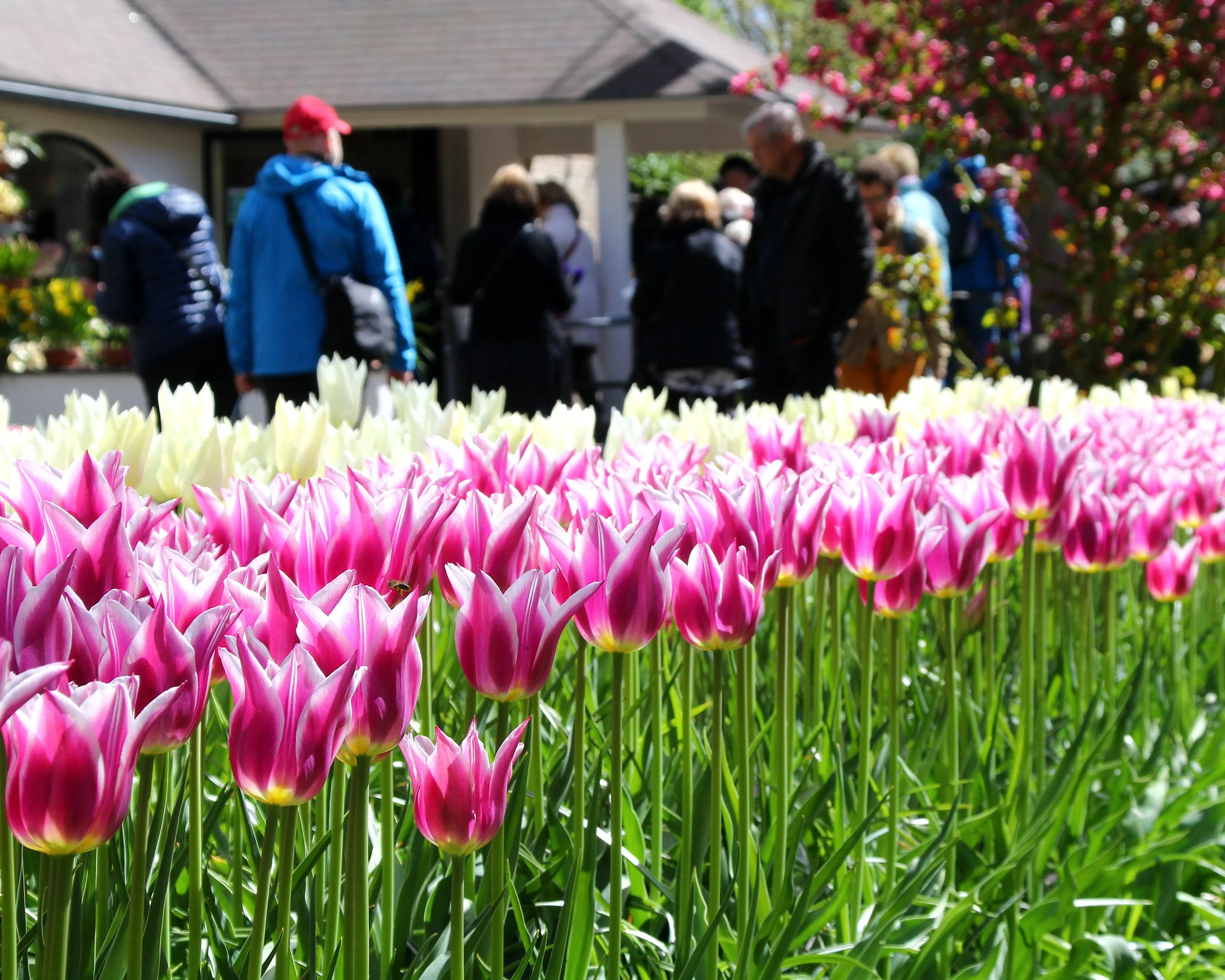 Tulip 'Ballade' - Image 7