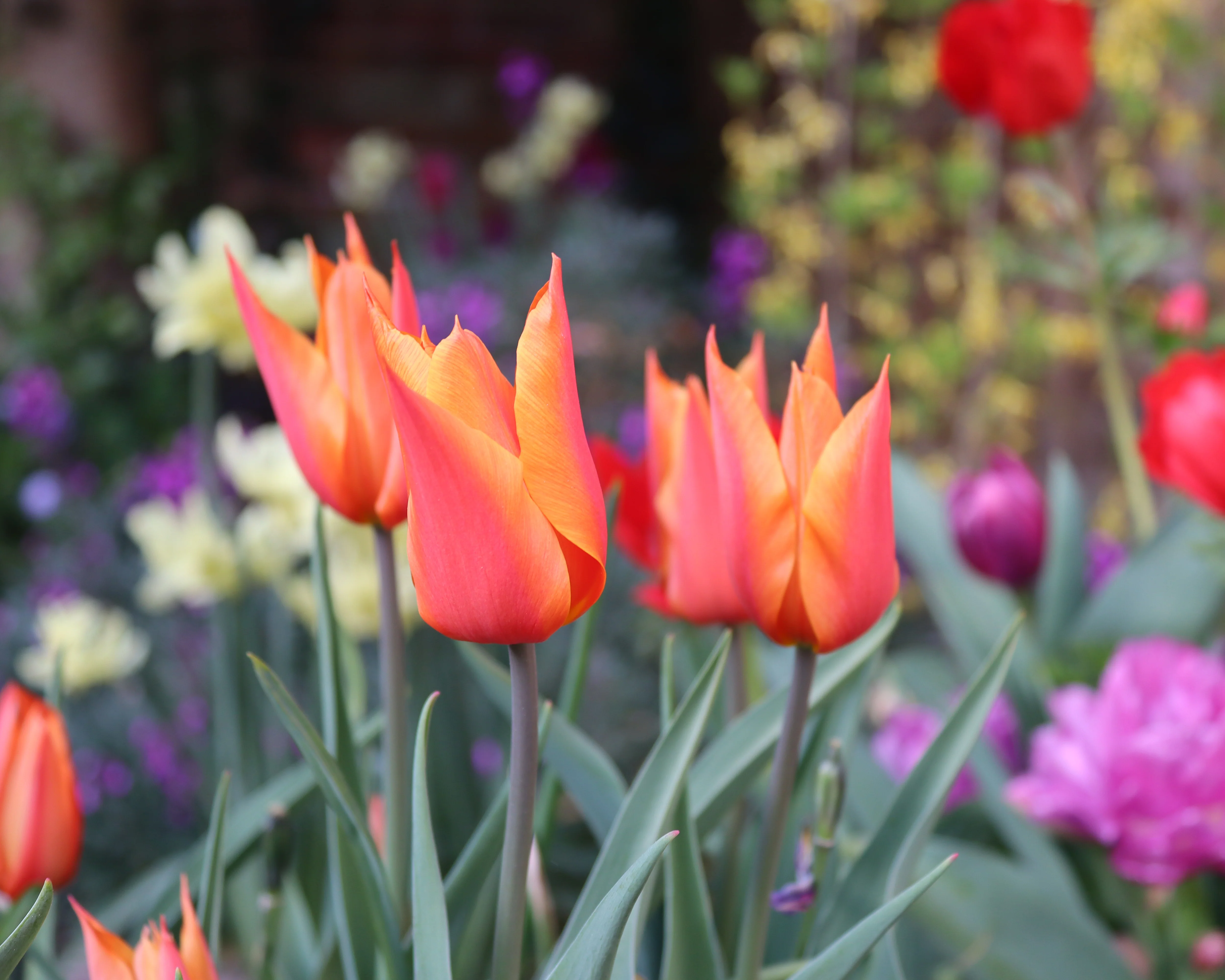 Tulip 'Ballerina' - Image 3