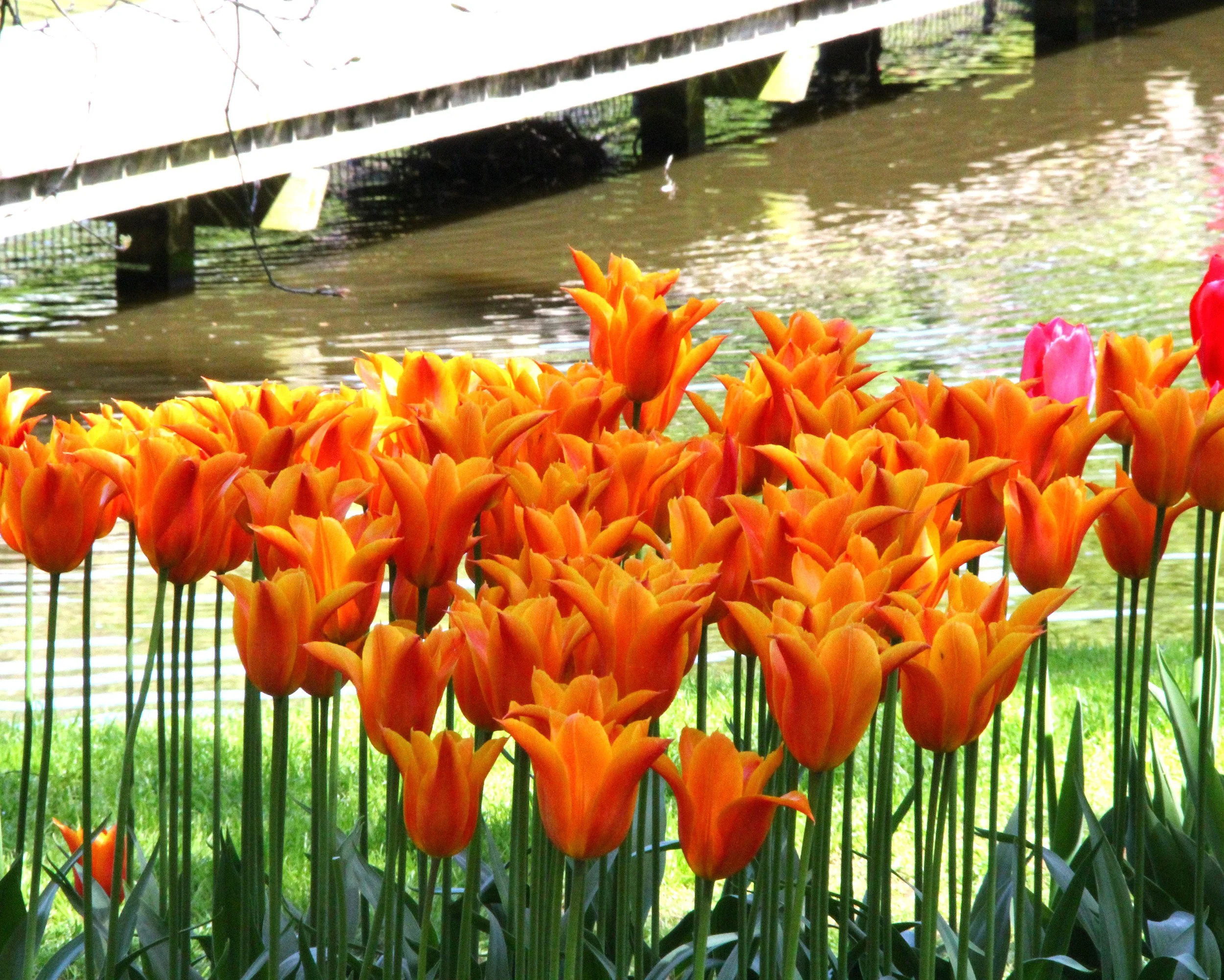 Tulip 'Ballerina' - Image 9