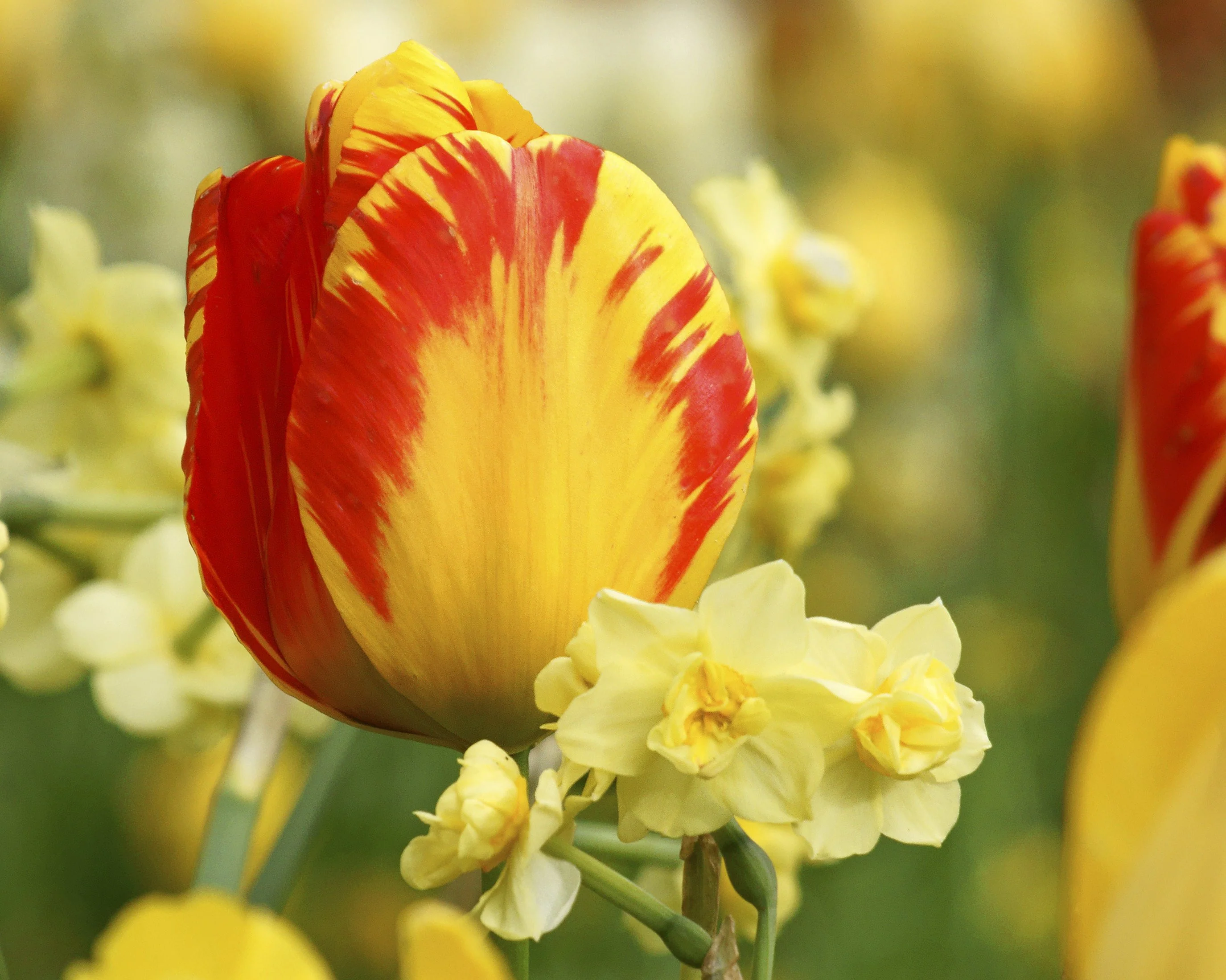 Tulip 'Banja Luka' - Image 10