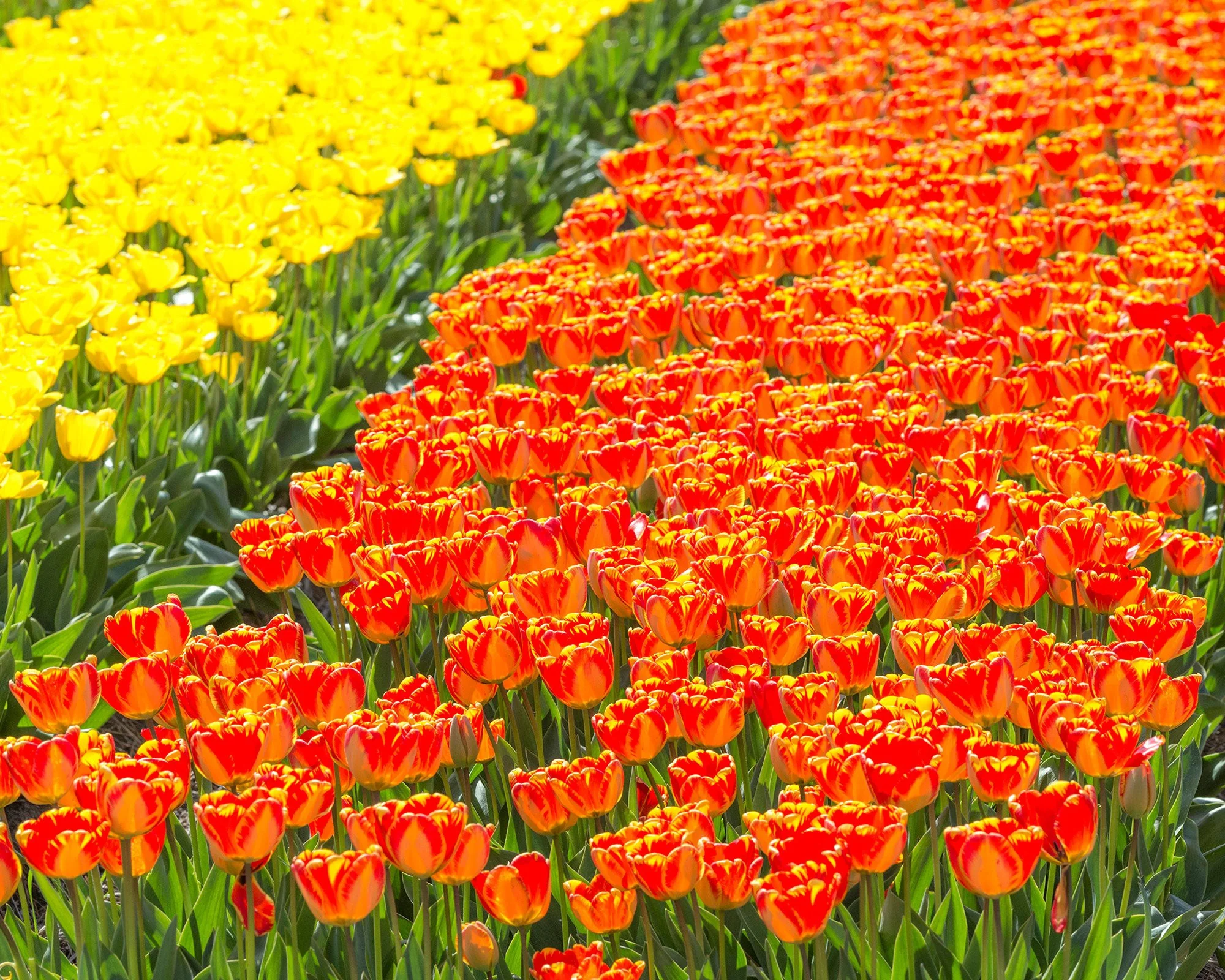 Tulip 'Banja Luka' - Image 4