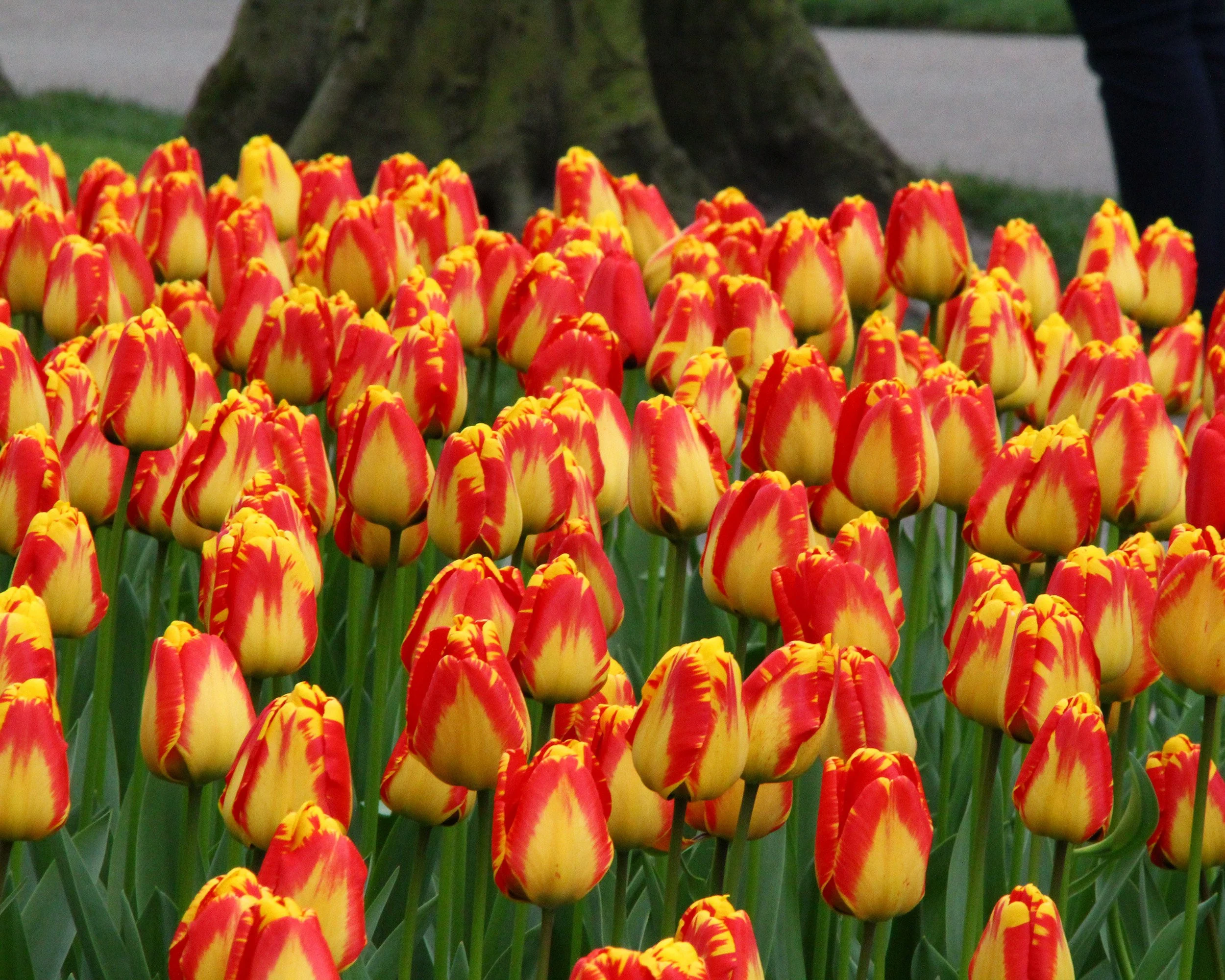 Tulip 'Banja Luka' - Image 7
