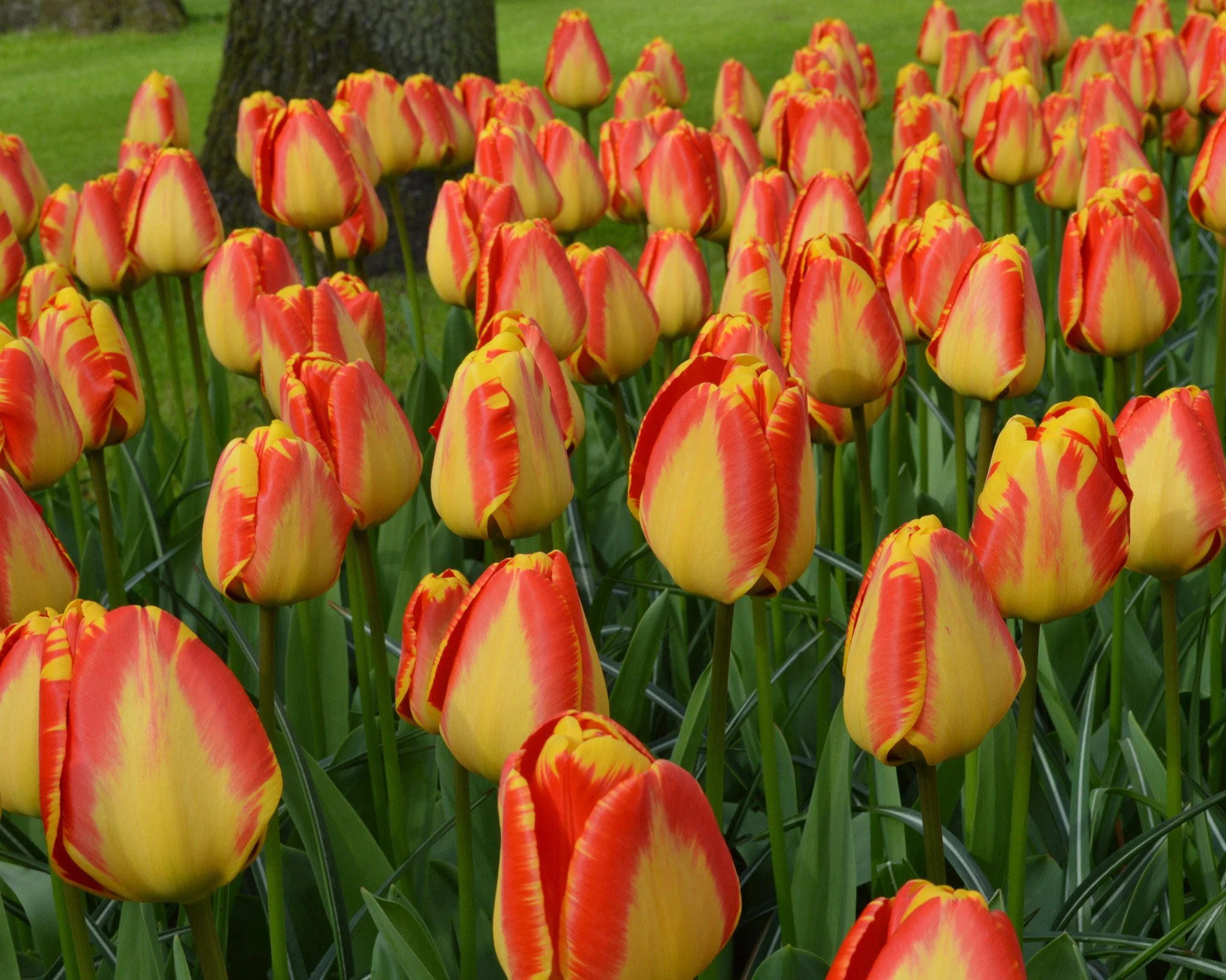 Tulip 'Banja Luka' - Image 8