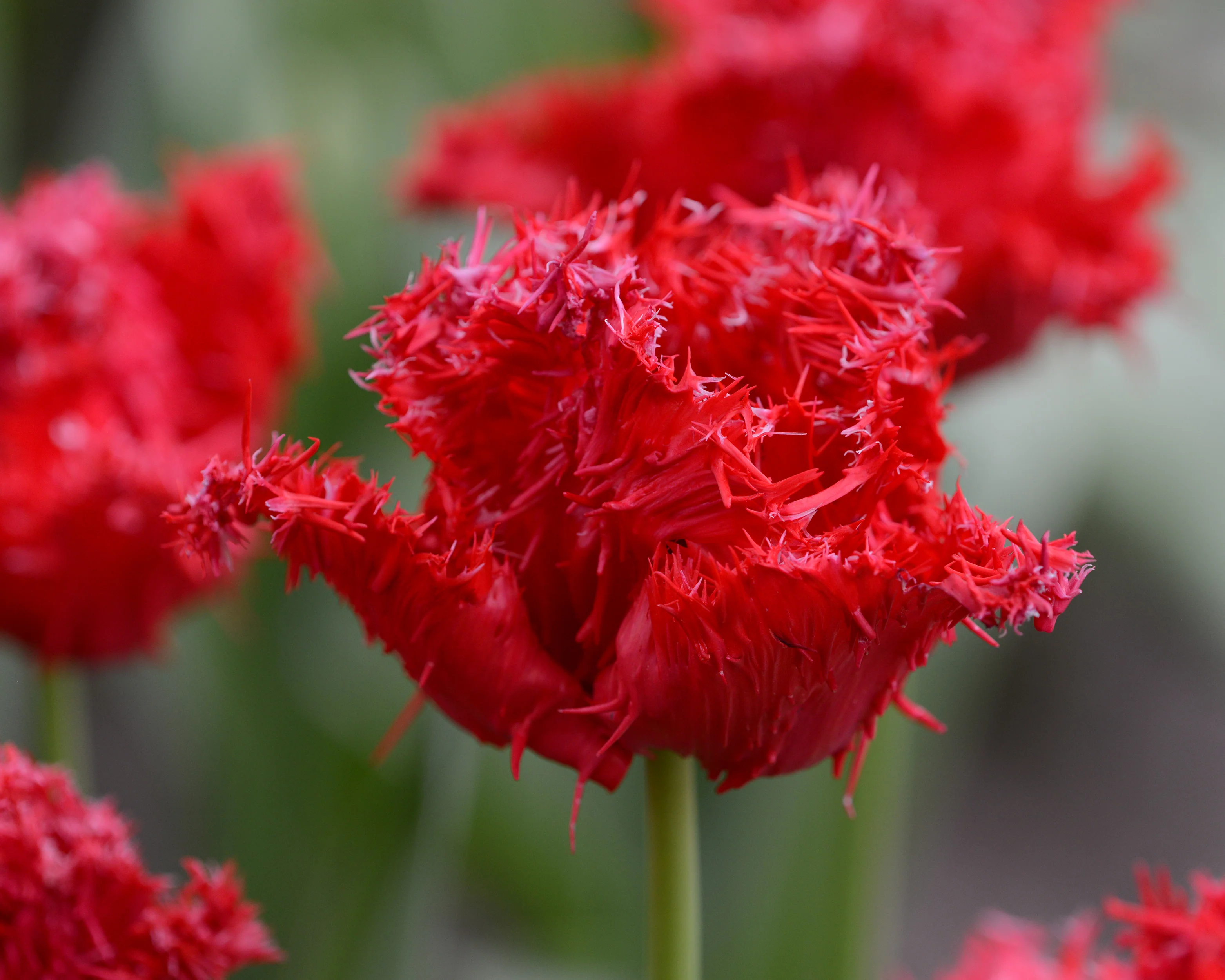 Tulip 'Barbados' - Image 10