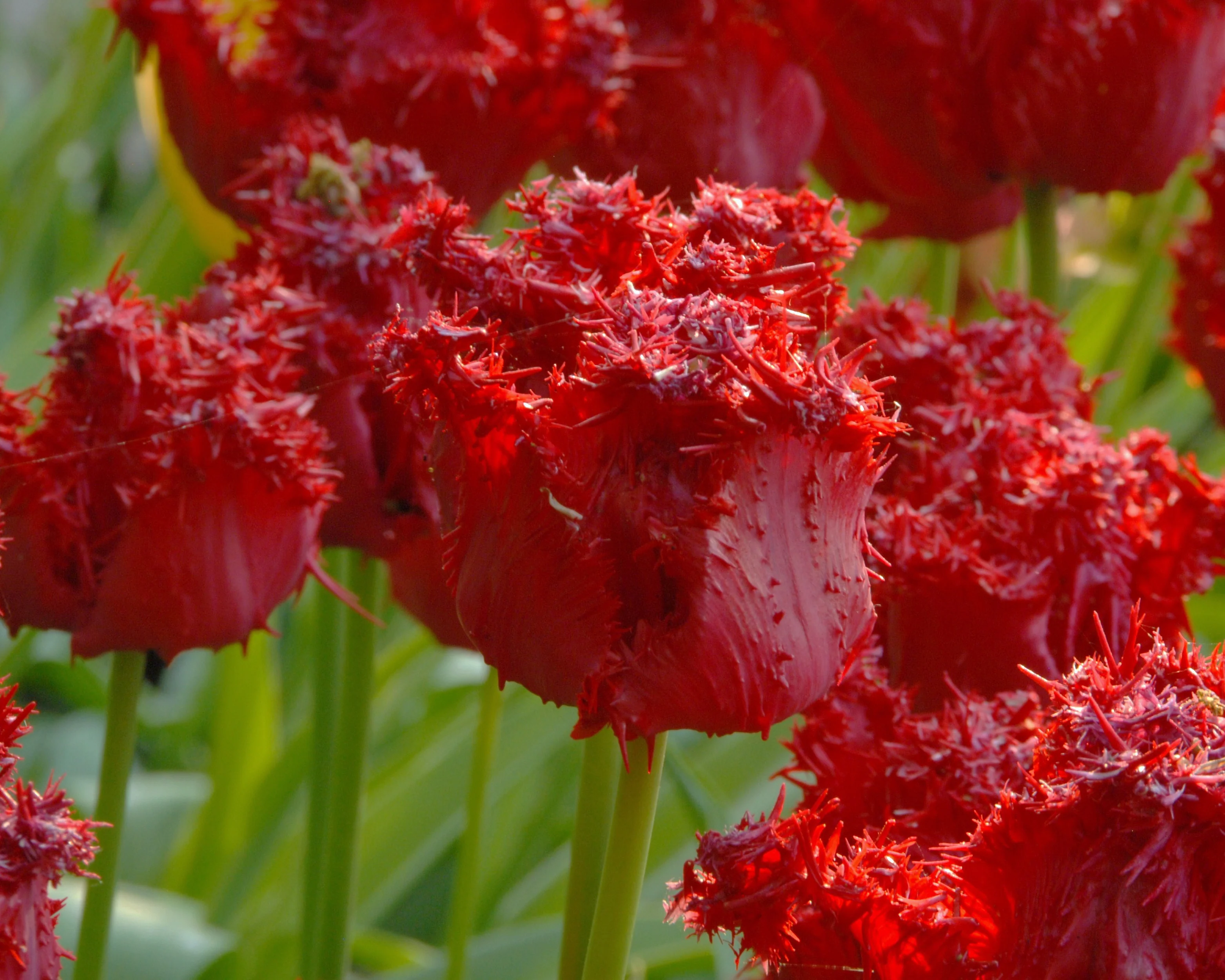 Tulip 'Barbados' - Image 11