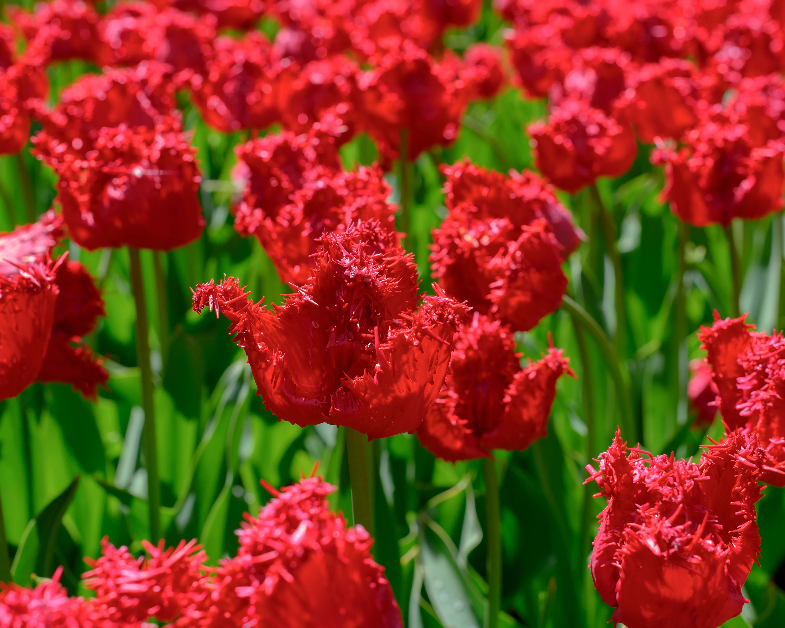 Tulip 'Barbados' - Image 12