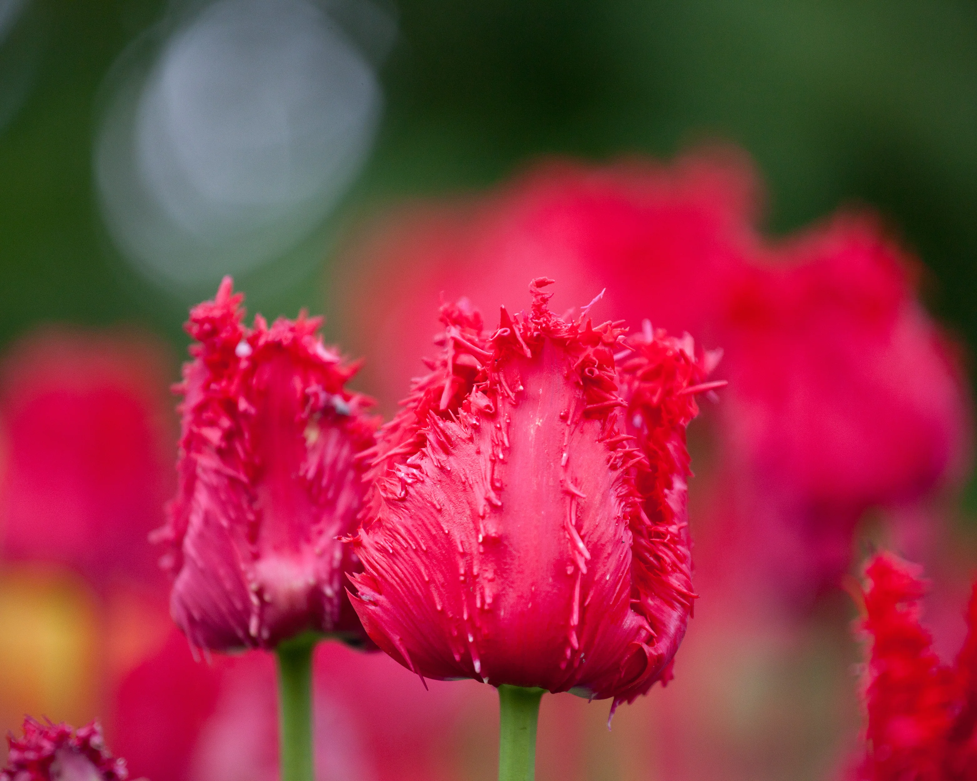 Tulip 'Barbados' - Image 3