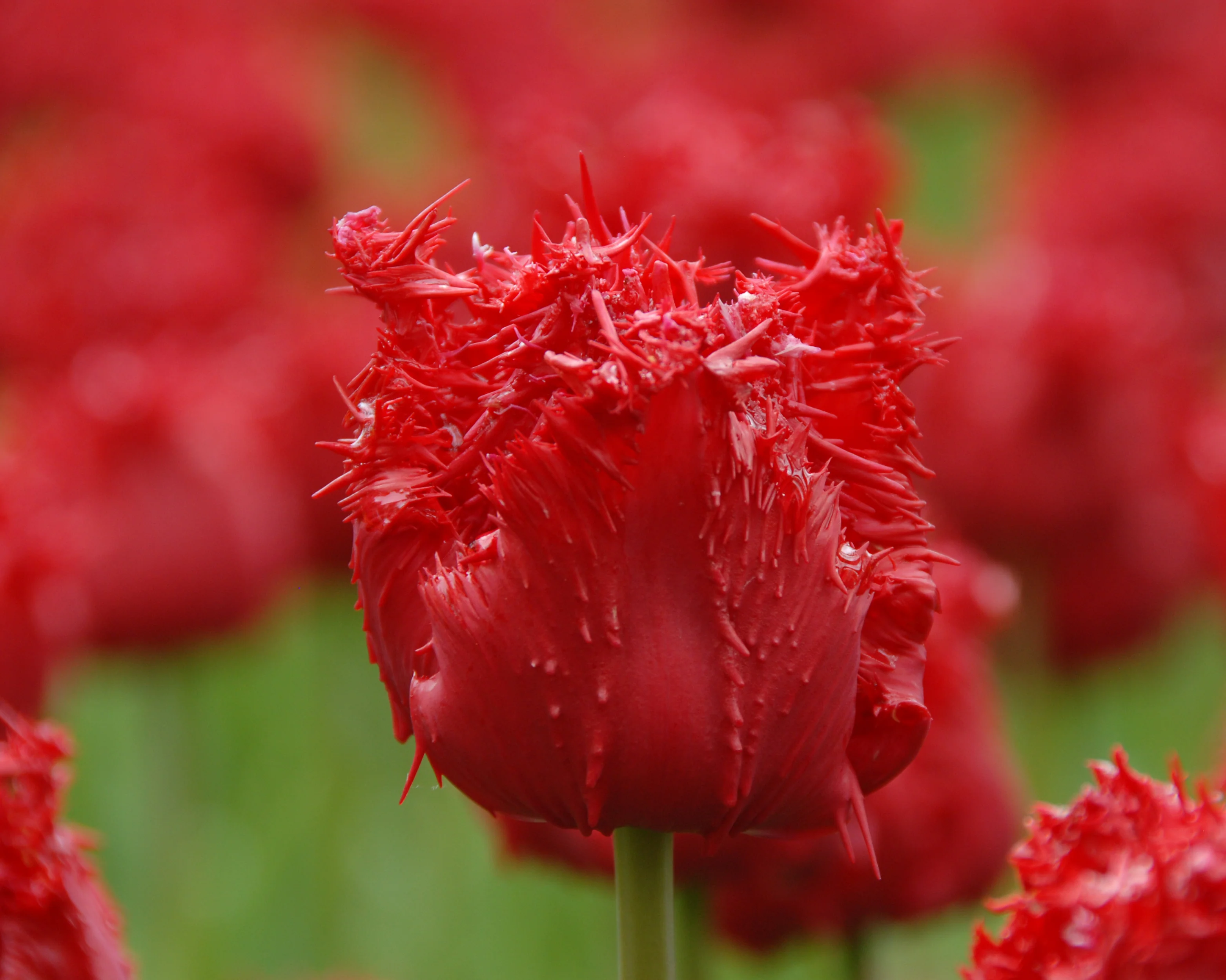 Tulip 'Barbados' - Image 4