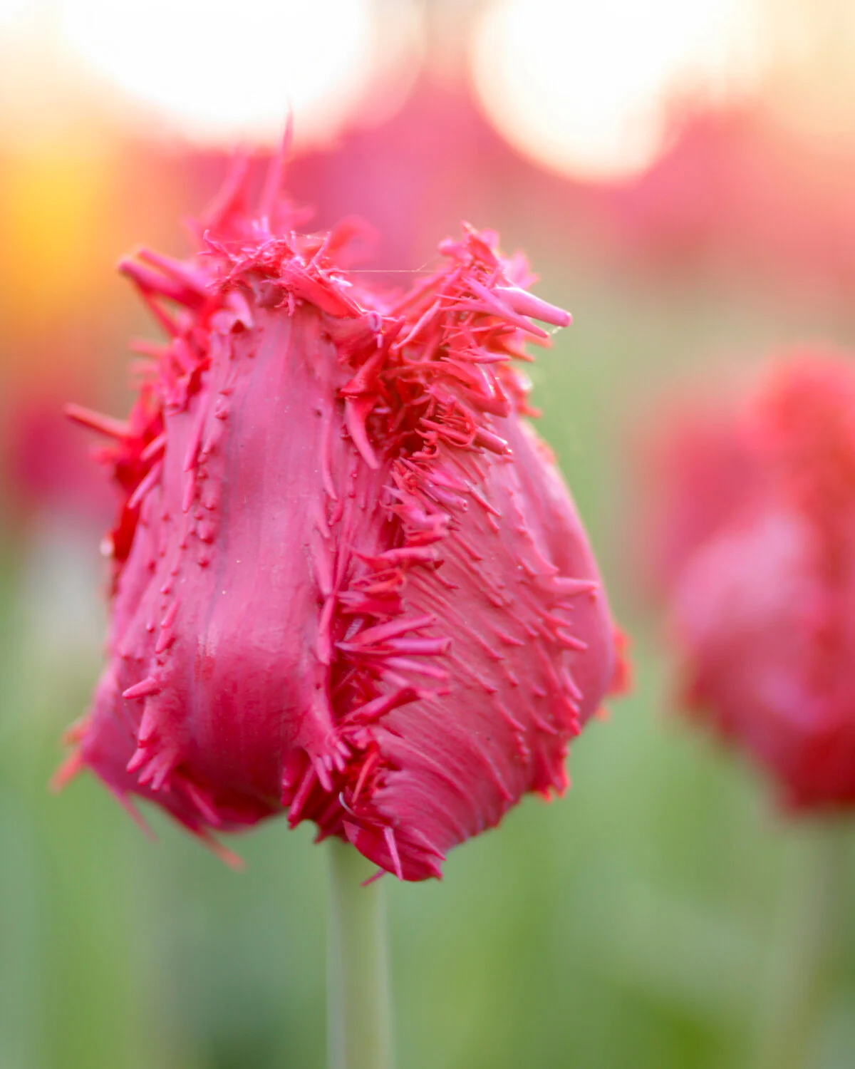 Tulip 'Barbados' - Image 6