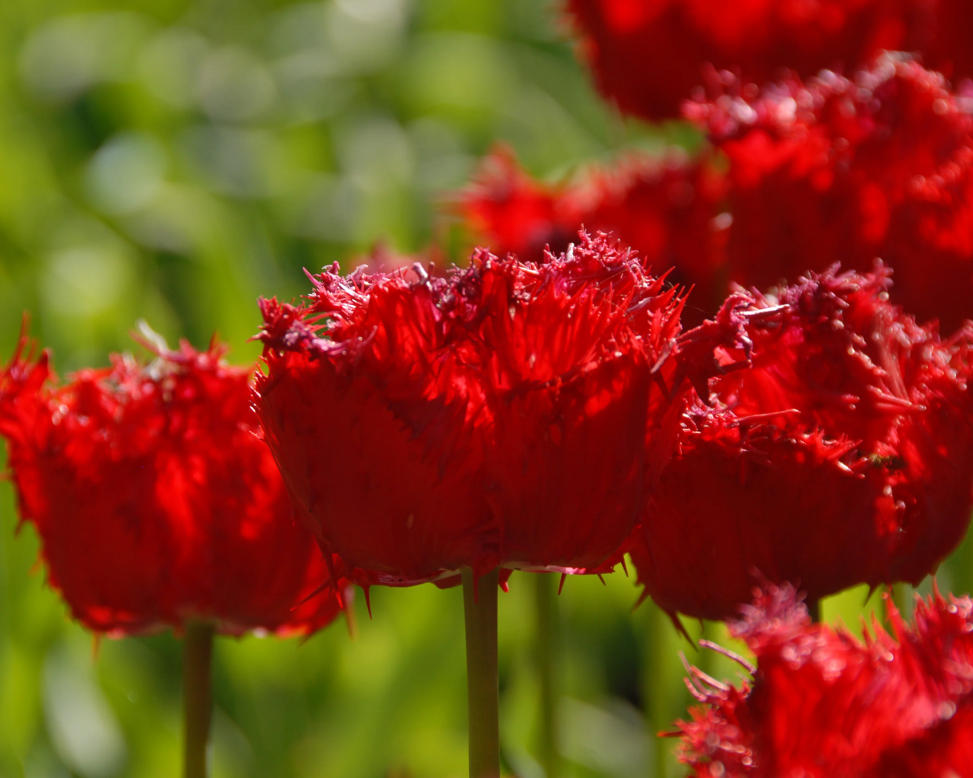 Tulip 'Barbados' - Image 8