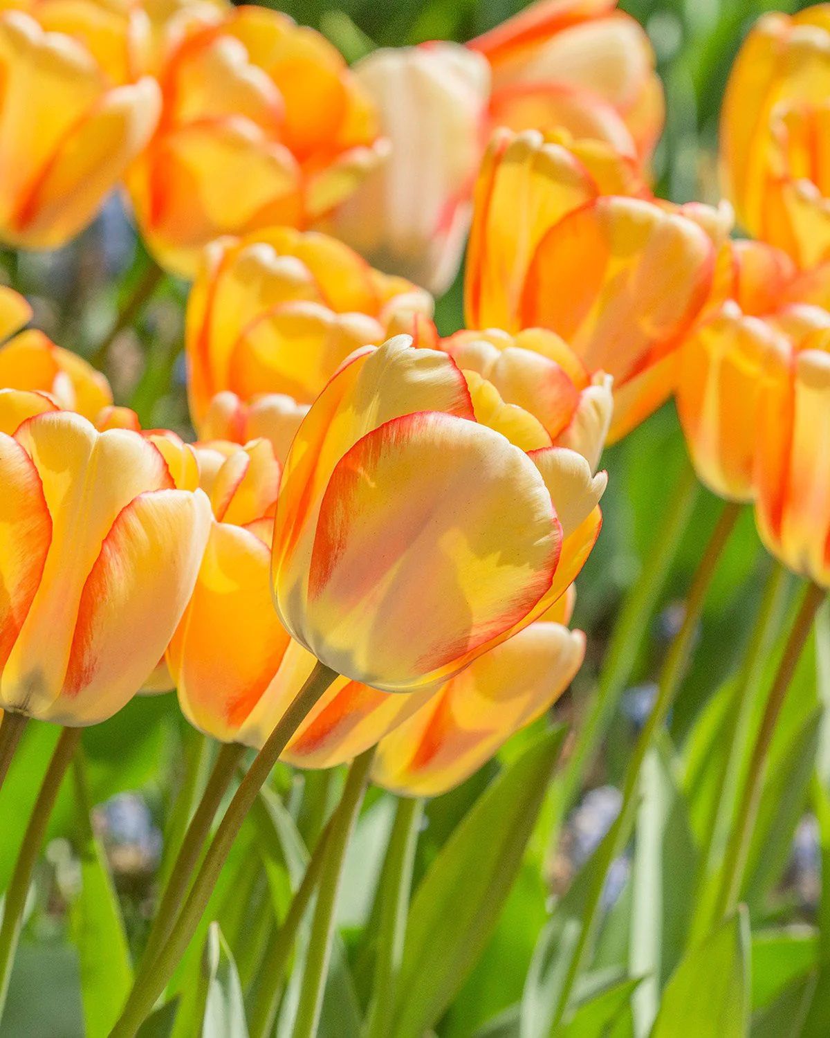 Tulip 'Beauty of Spring'