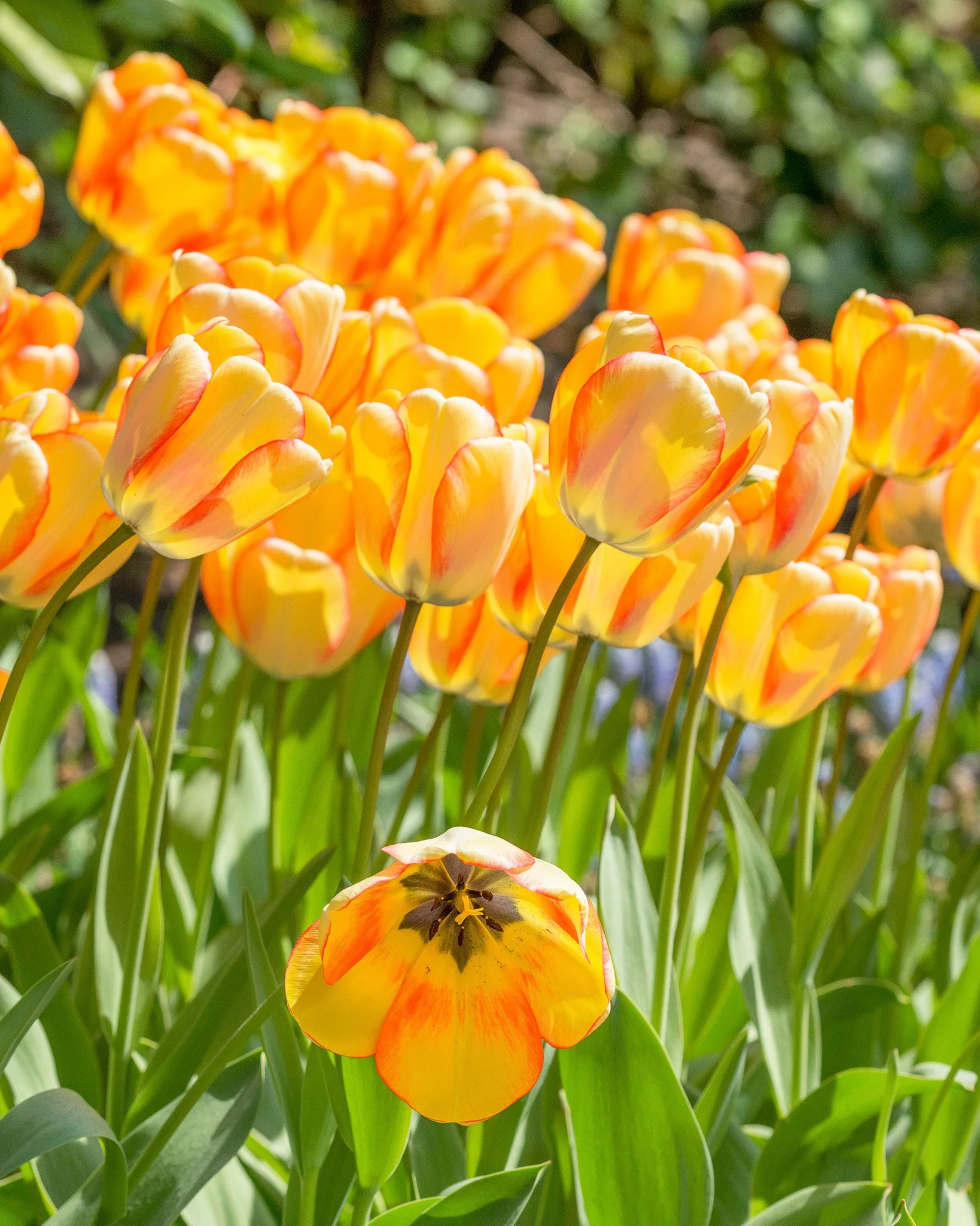 Tulip 'Beauty of Spring' - Image 3