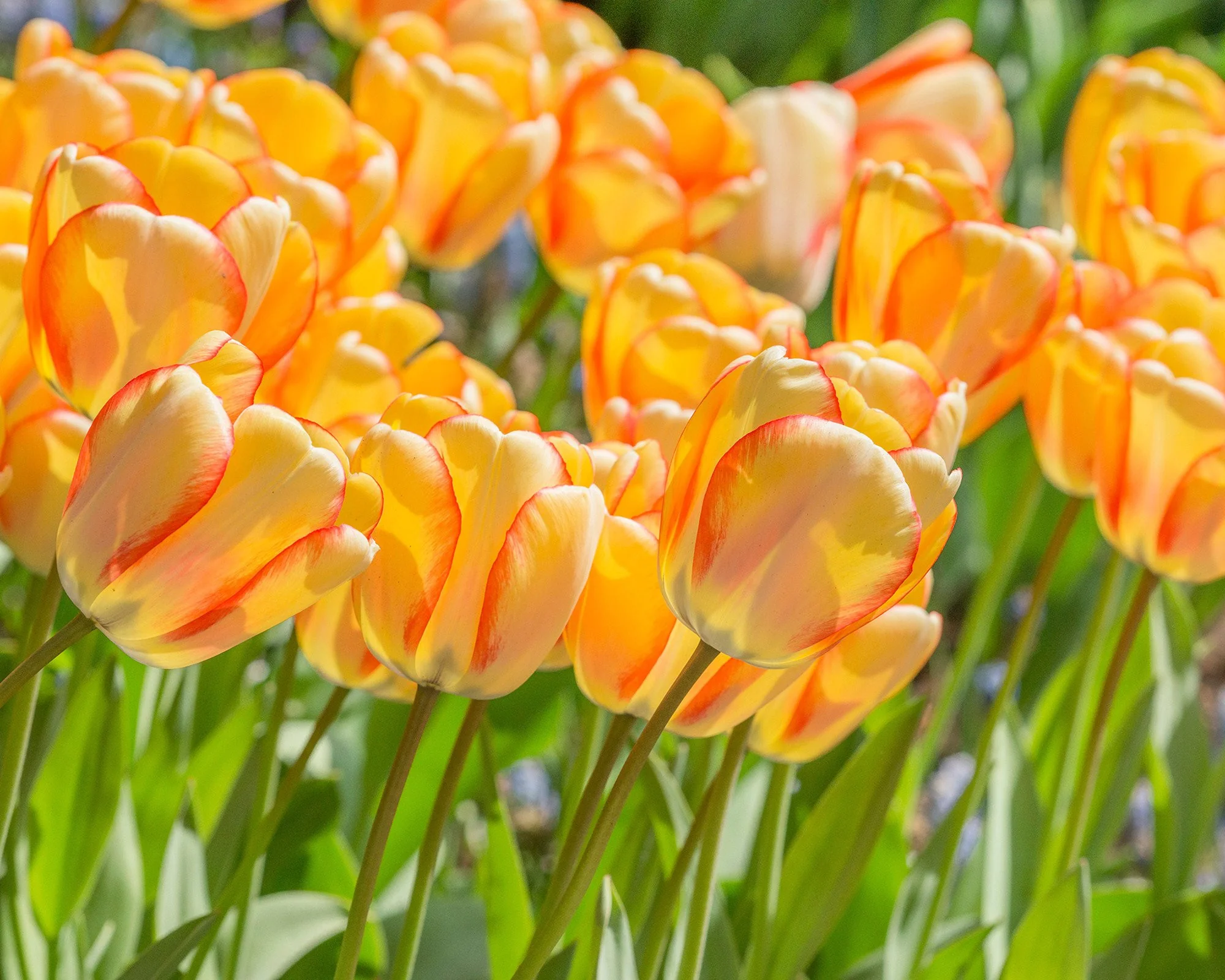 Tulip 'Beauty of Spring' - Image 5