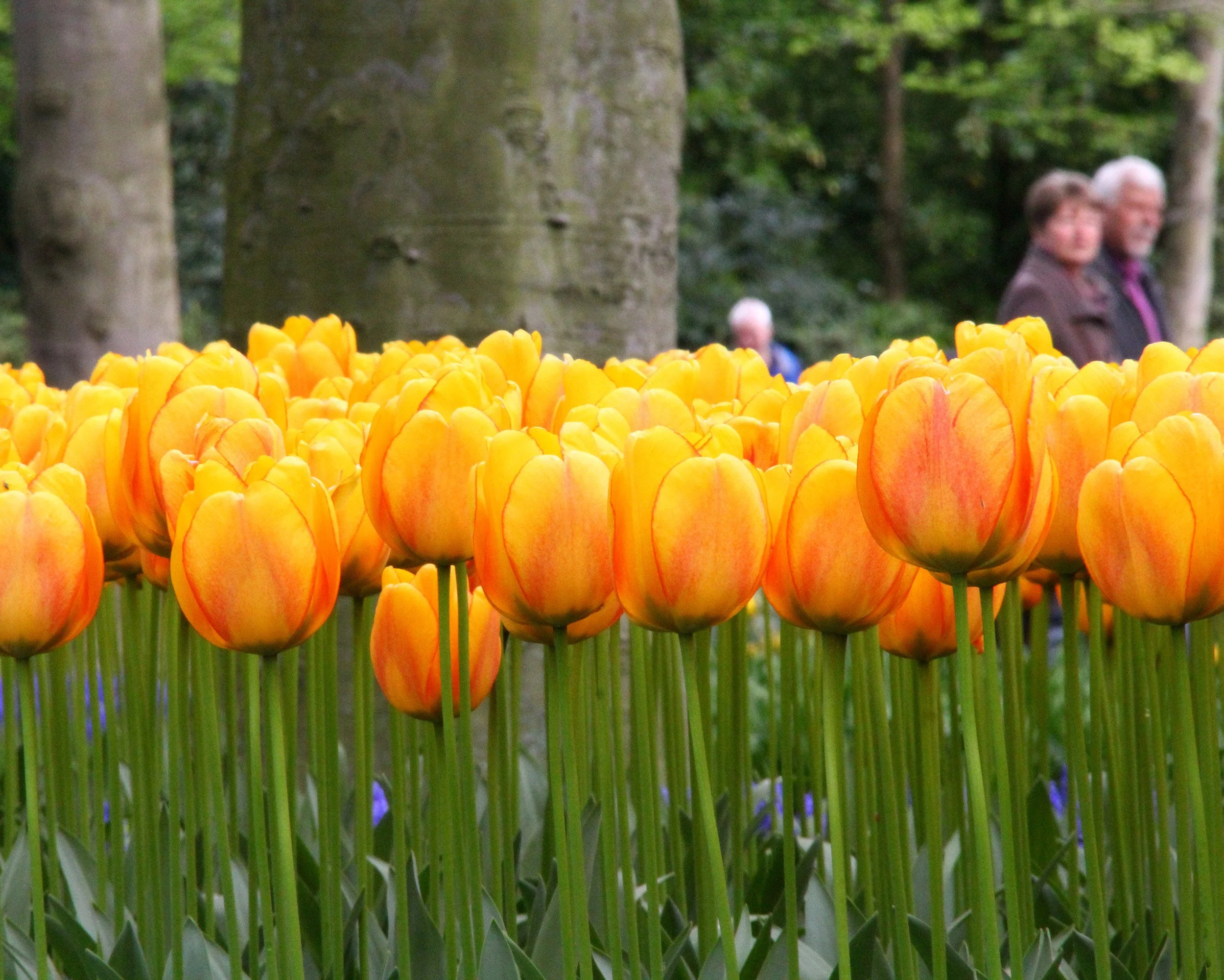 Tulip 'Beauty of Spring' - Image 8