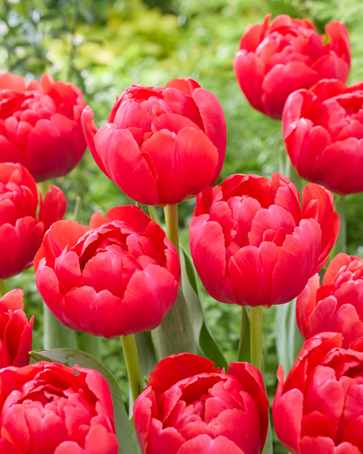 Tulip 'Belgravia' - Image 2