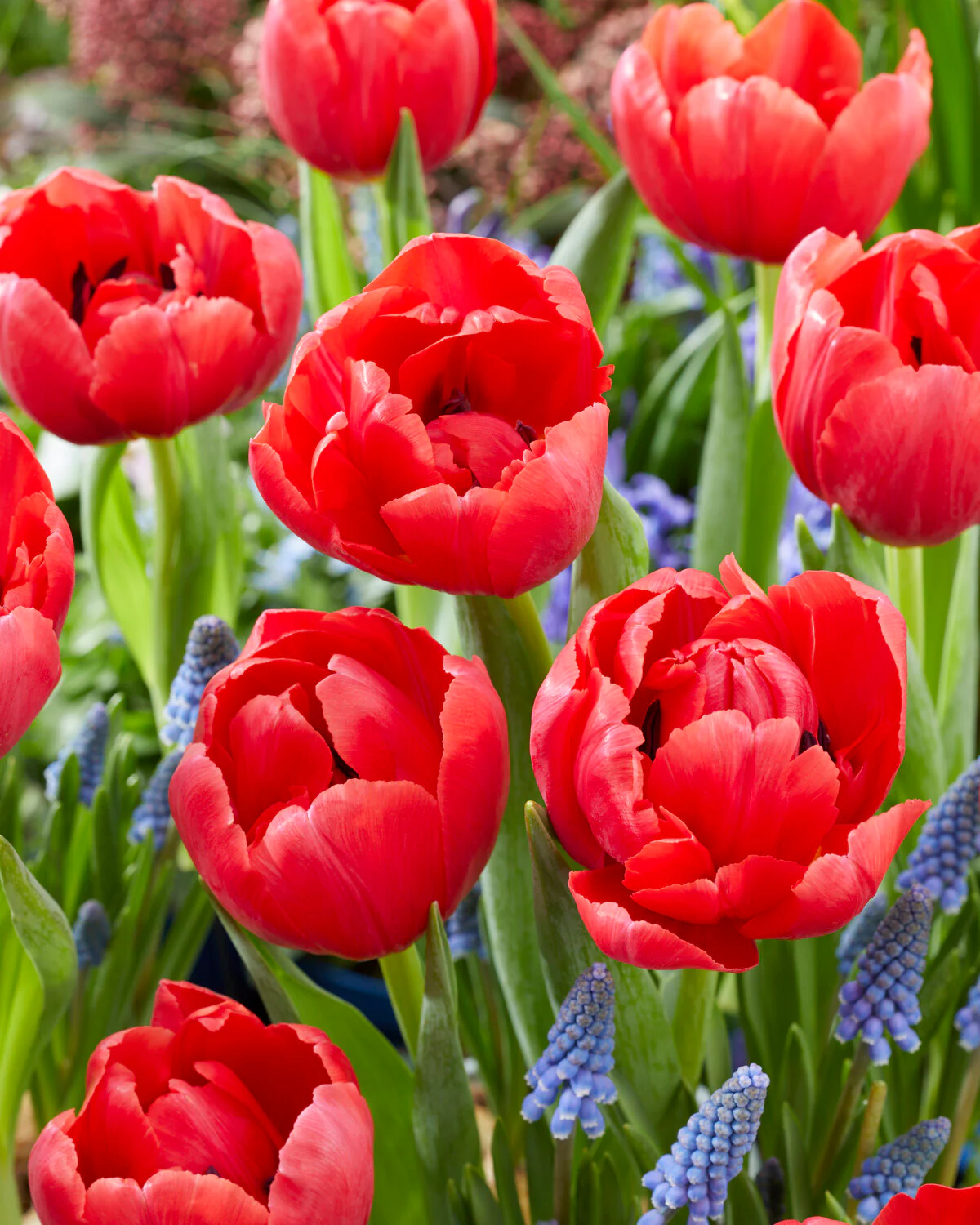 Tulip 'Belgravia' - Image 3