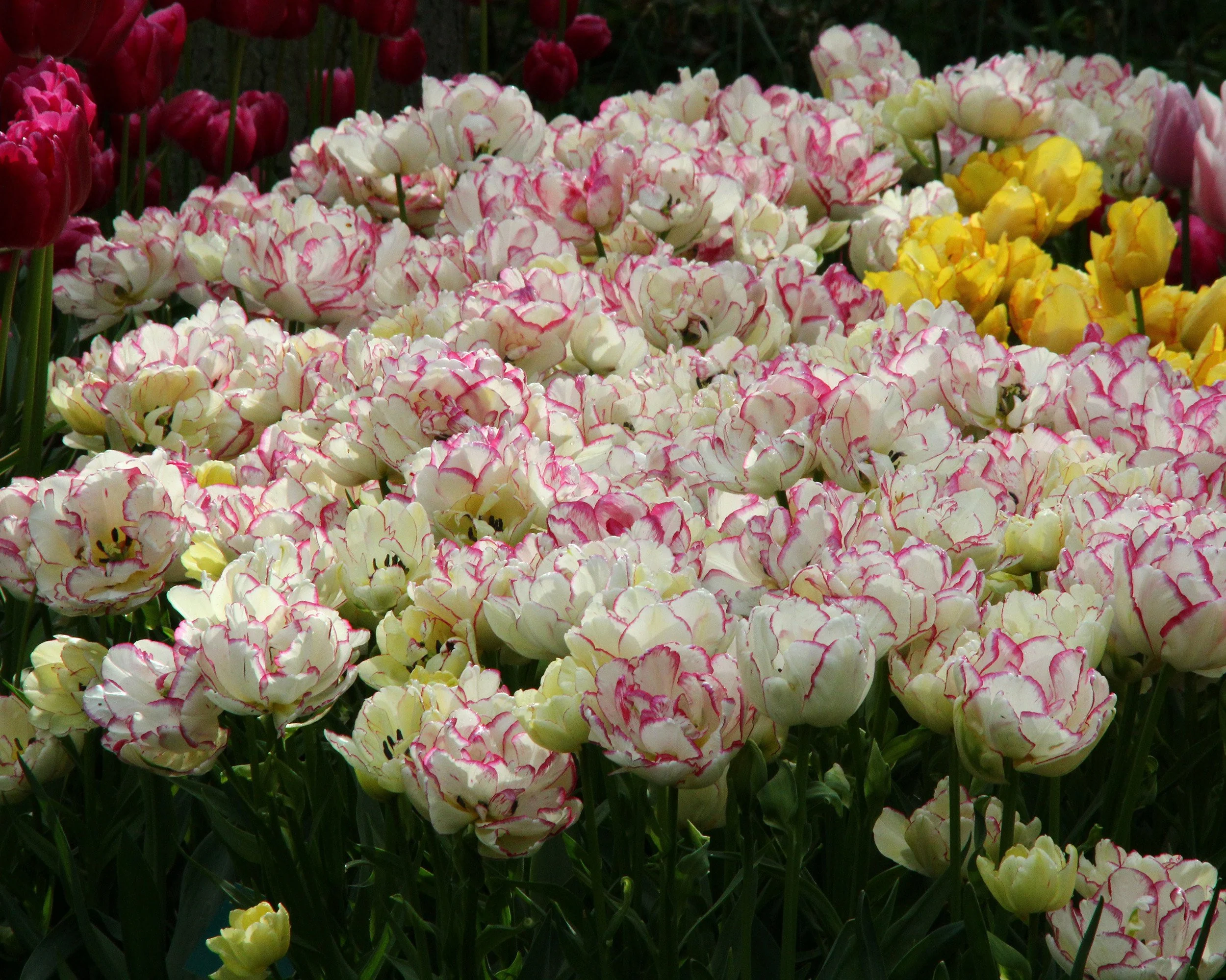 Tulip 'Belicia' - Image 5