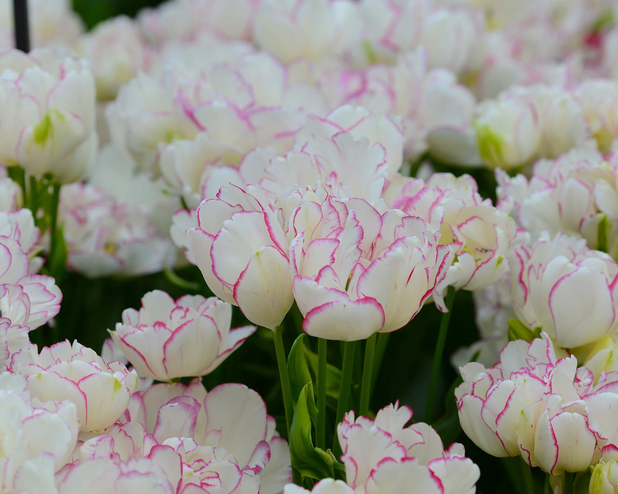 Tulip 'Belicia' - Image 6