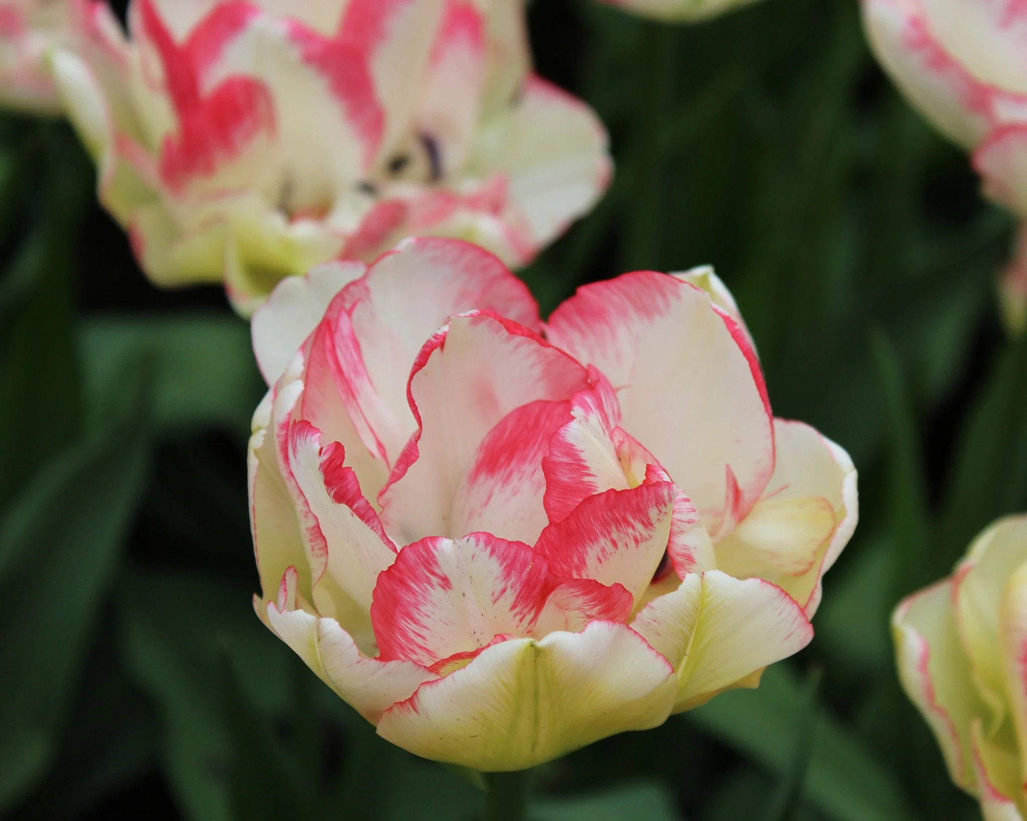 Tulip 'Belicia' - Image 9