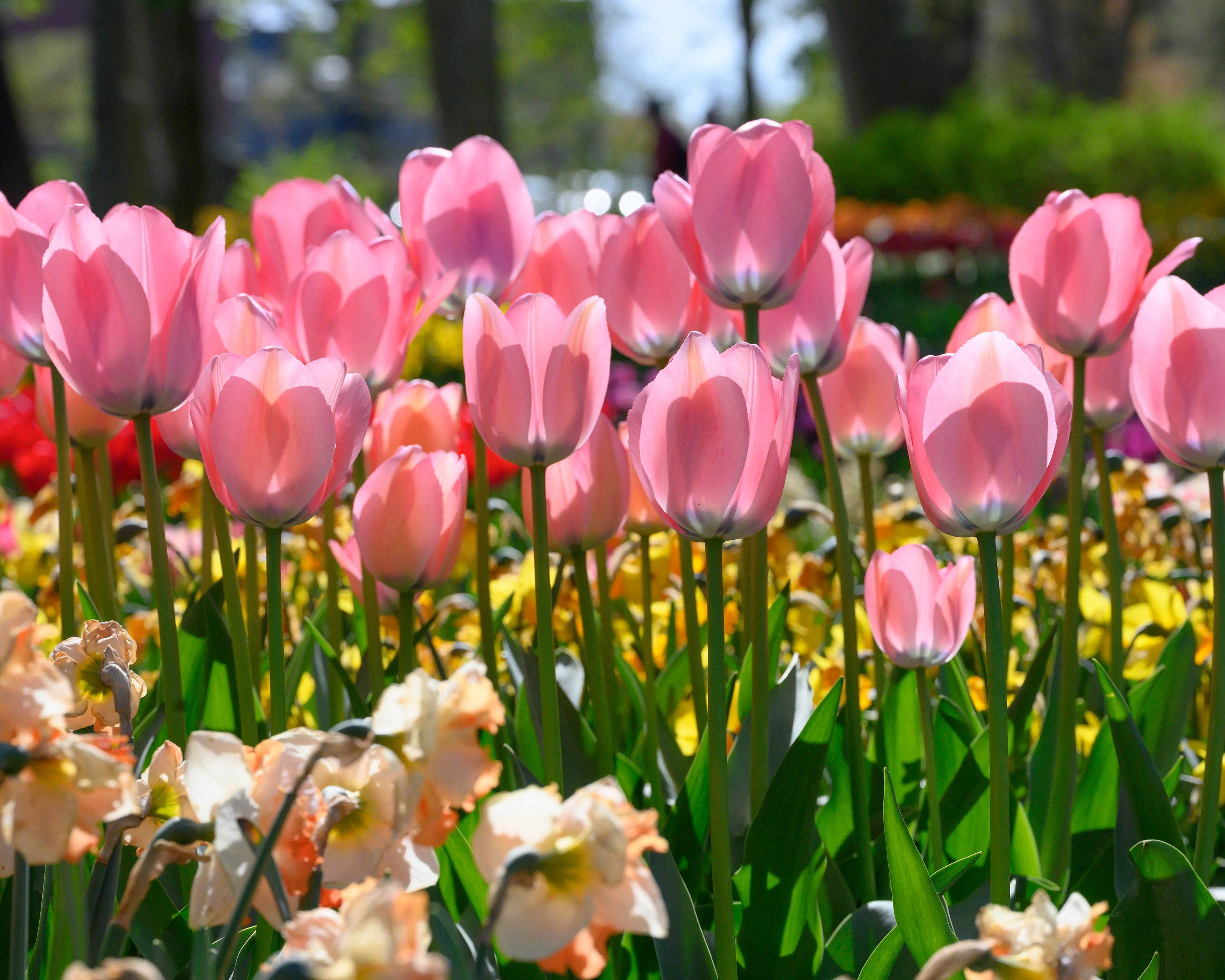 Tulip 'Bella Blush' - Image 11