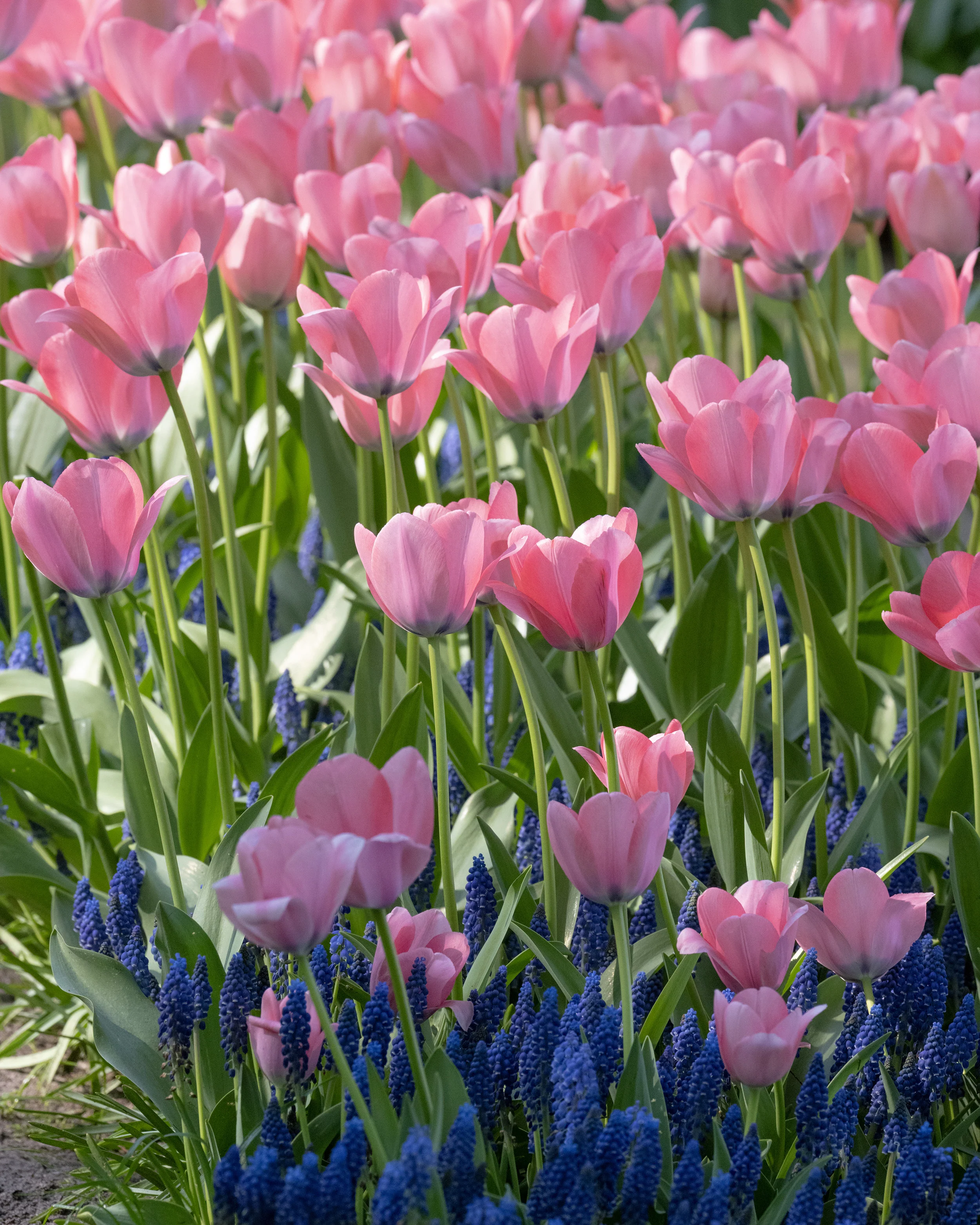 Tulip 'Bella Blush' - Image 13
