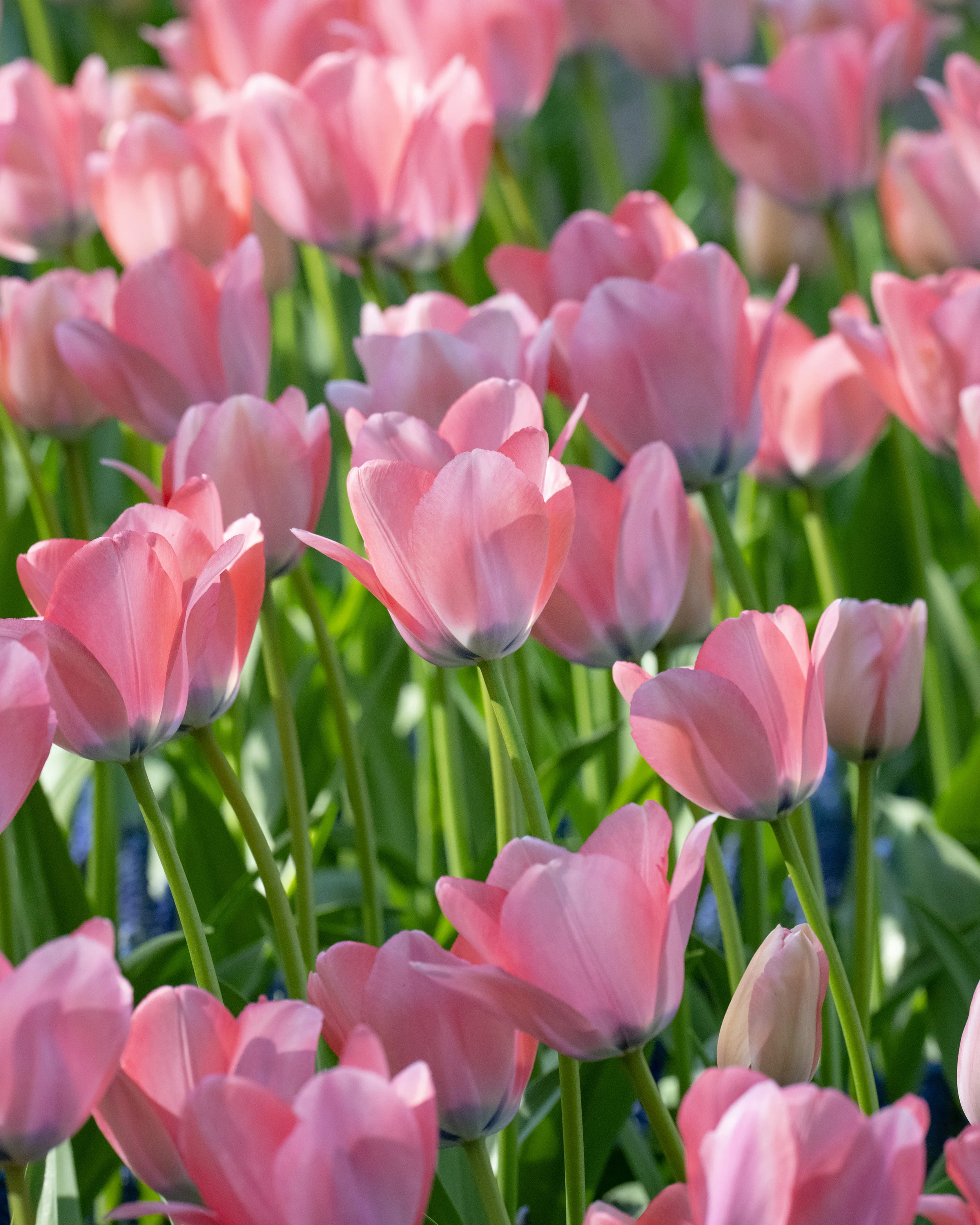 Tulip 'Bella Blush' - Image 14