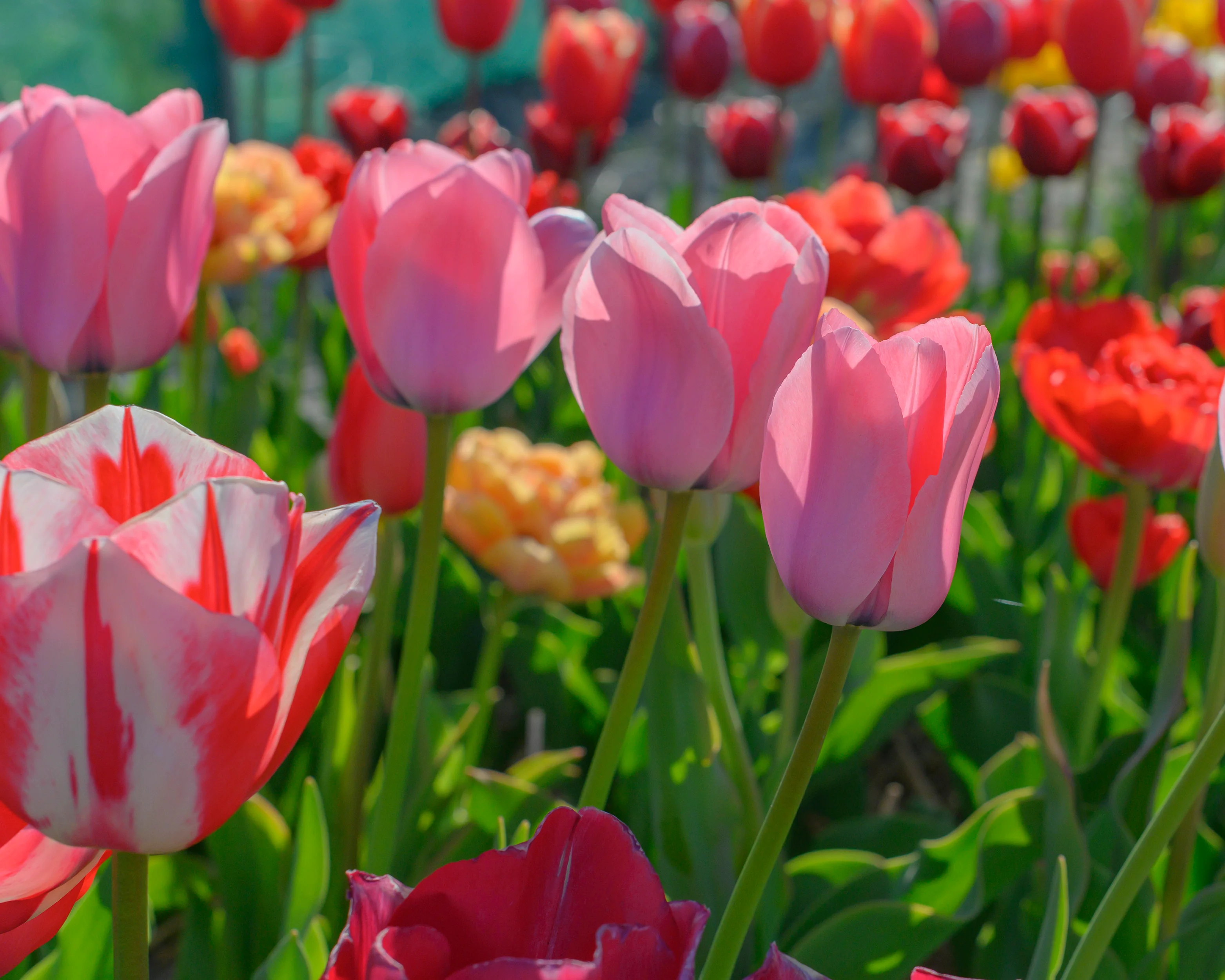 Tulip 'Bella Blush' - Image 17