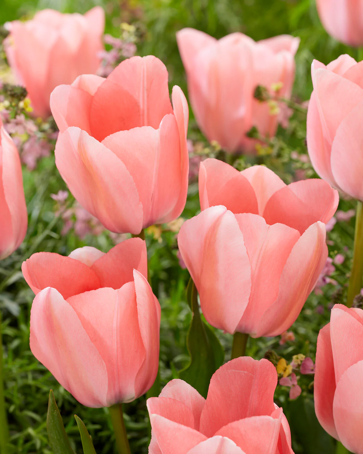 Tulip 'Bella Blush' - Image 4