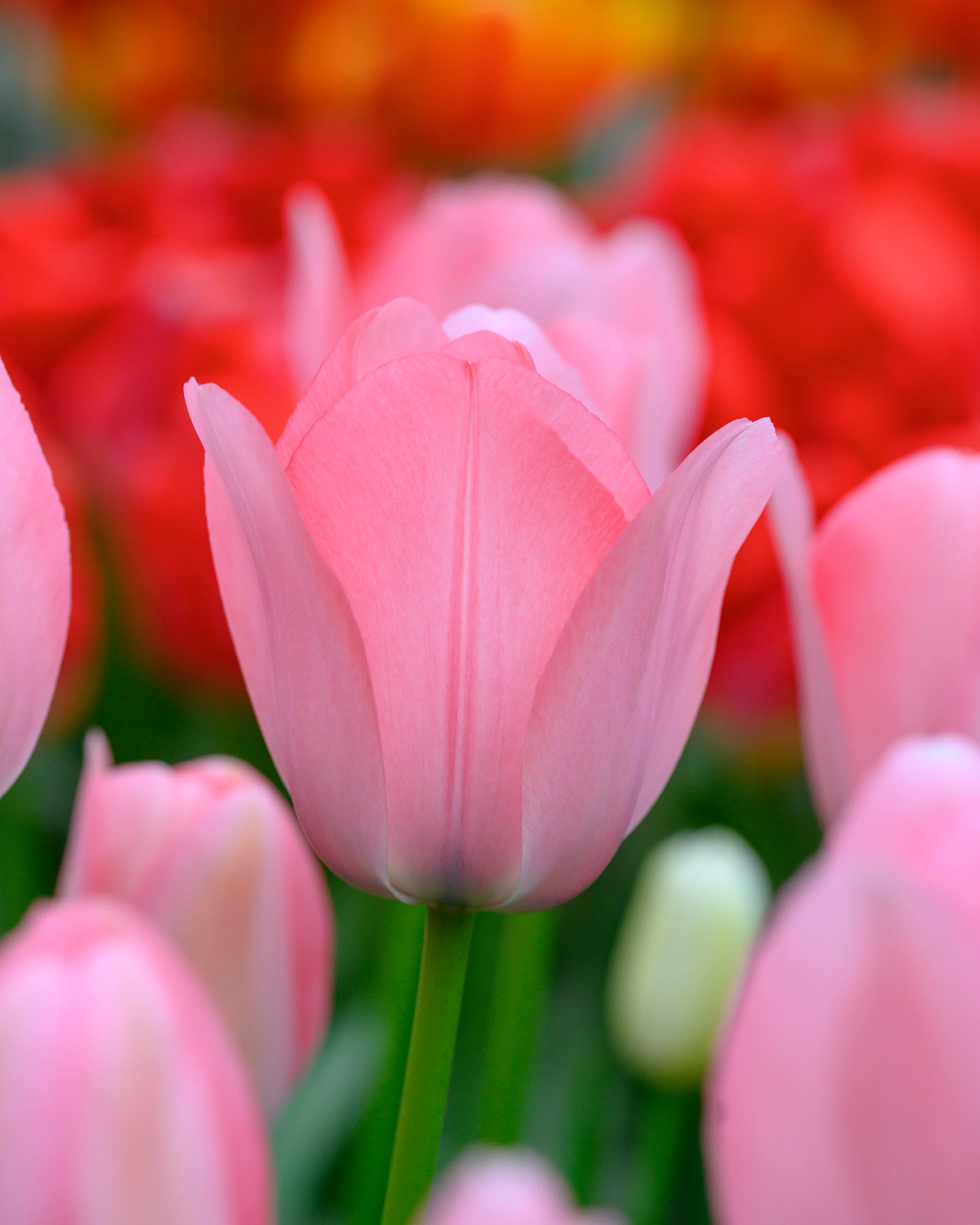 Tulip 'Bella Blush' - Image 6