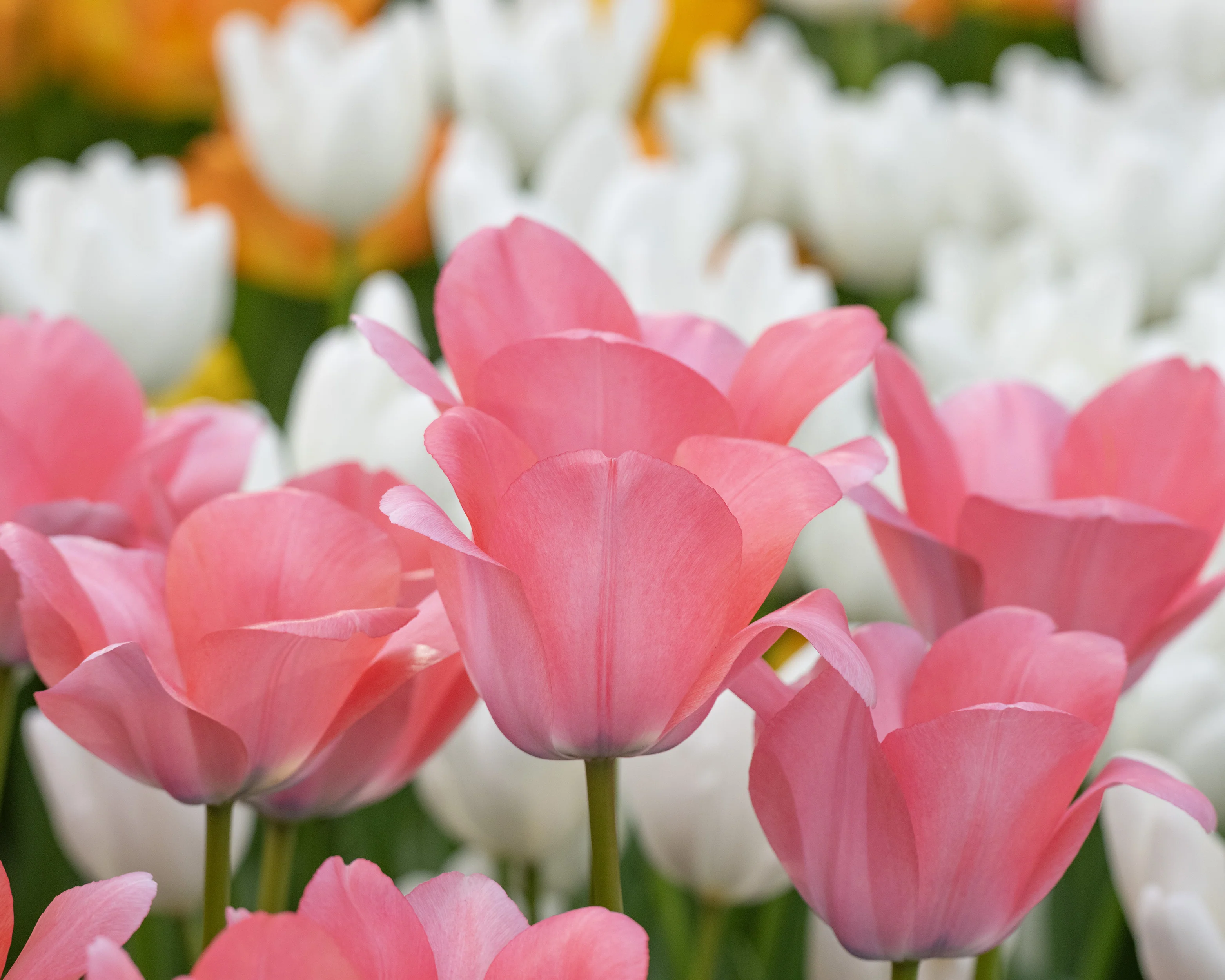 Tulip 'Bella Blush' - Image 7