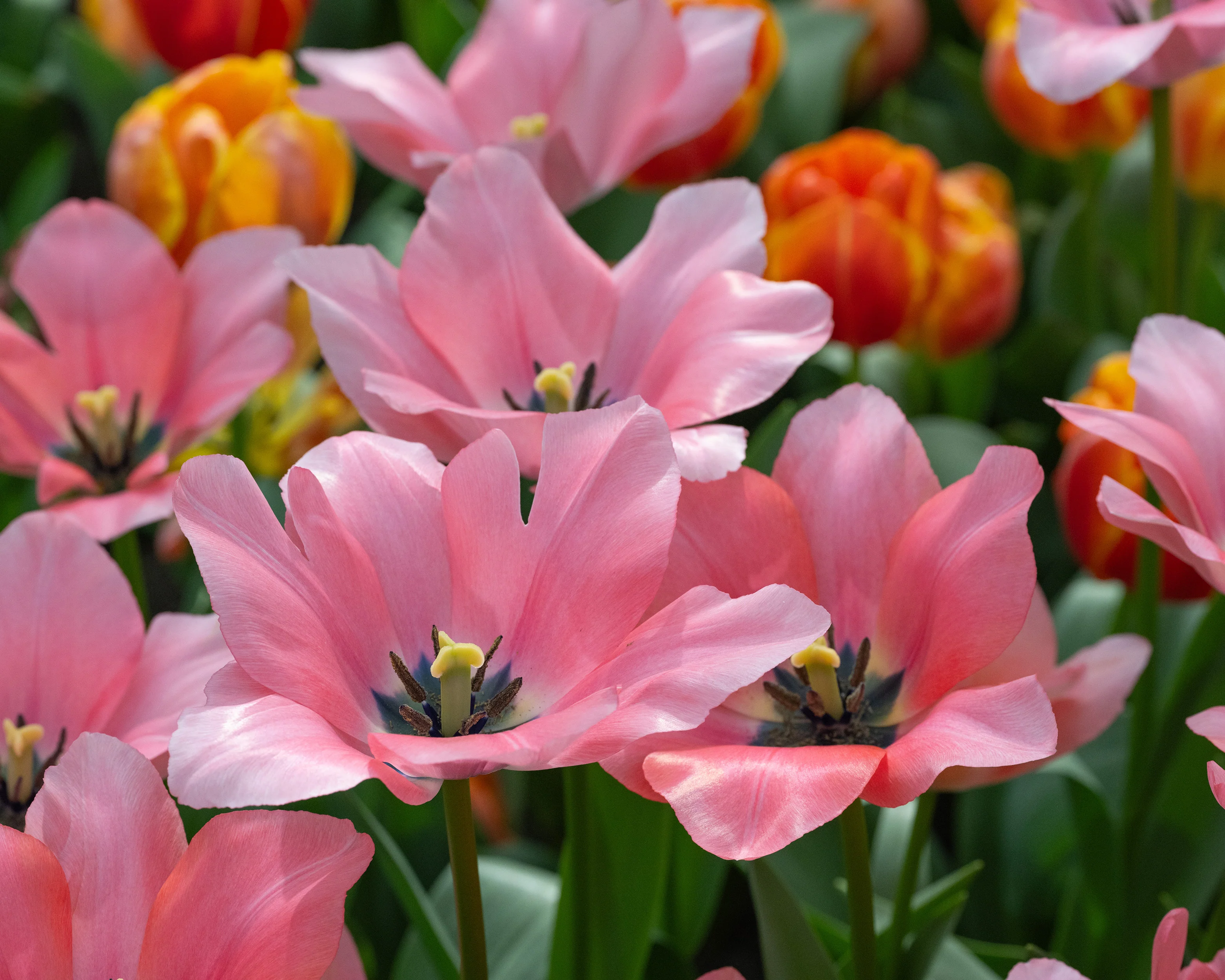 Tulip 'Bella Blush' - Image 8
