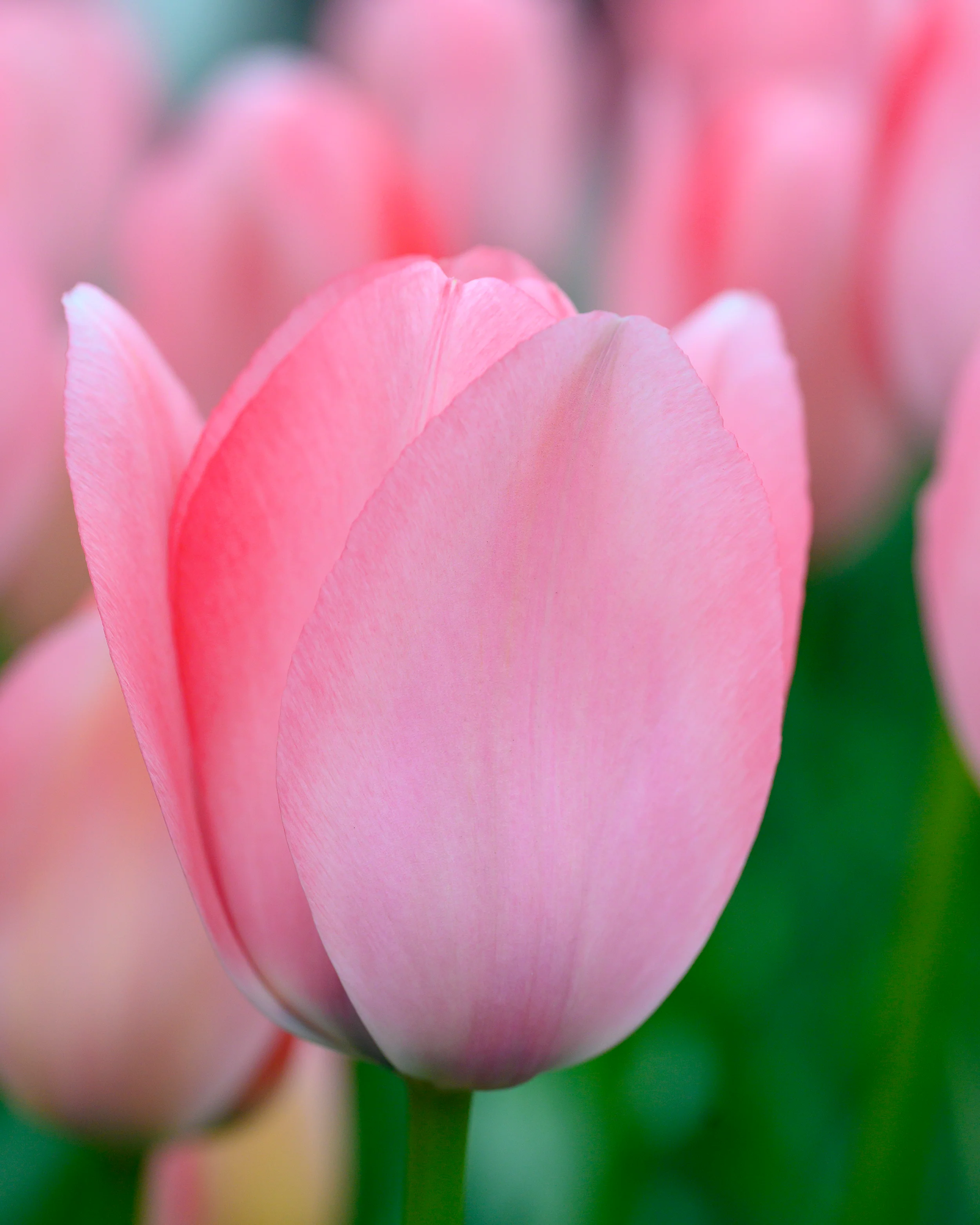 Tulip 'Bella Blush' - Image 9