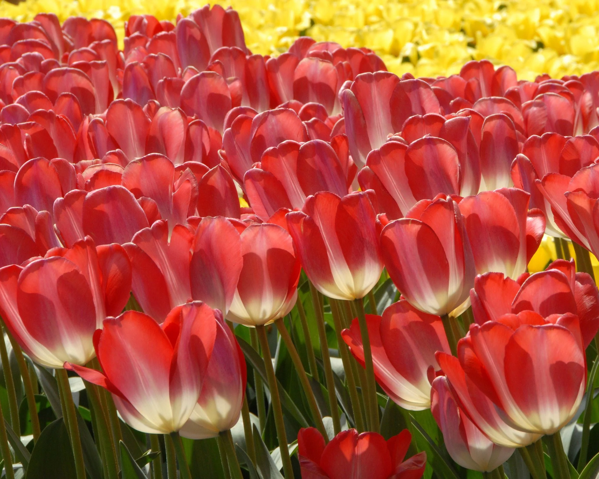 Tulip 'Big Chief' - Image 2